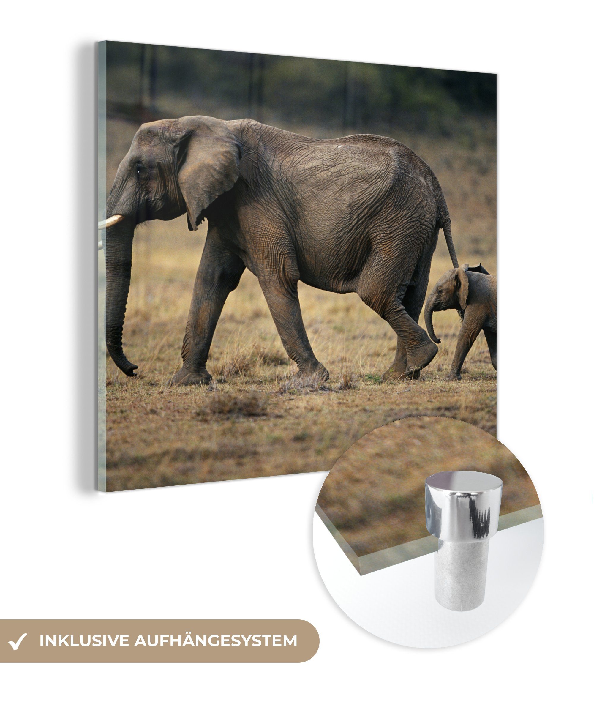 MuchoWow Acrylglasbild Elefant - Tiere - Savanne - Natur, (1 St), Glasbilder - Bilder auf Glas Wandbild - Foto auf Glas - Wanddekoration