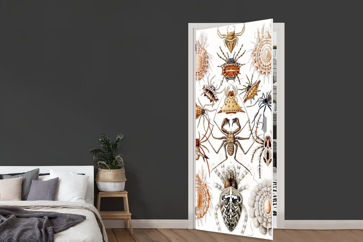Spinnen, für Spinne - bedruckt, - Tür, cm Retro Ernst Türaufkleber, (1 Türtapete - MuchoWow 75x205 Haeckel Matt, Fototapete St),