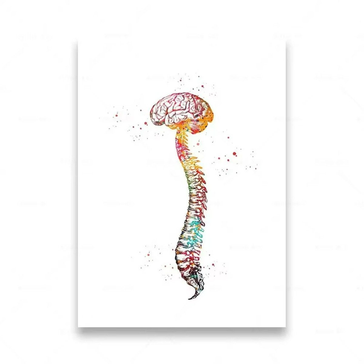 TPFLiving Kunstdruck (OHNE RAHMEN) Poster - Leinwand - Wandbild, Menschliche Anatomie, Wirbelsäule, Herz, Gehirn, Zähne, HD-Leinwand (Leinwandbild XXL), Farben: Orange, Rot, Blau, Schwarz, Weiß, Rosa -Größe: 30x40cm