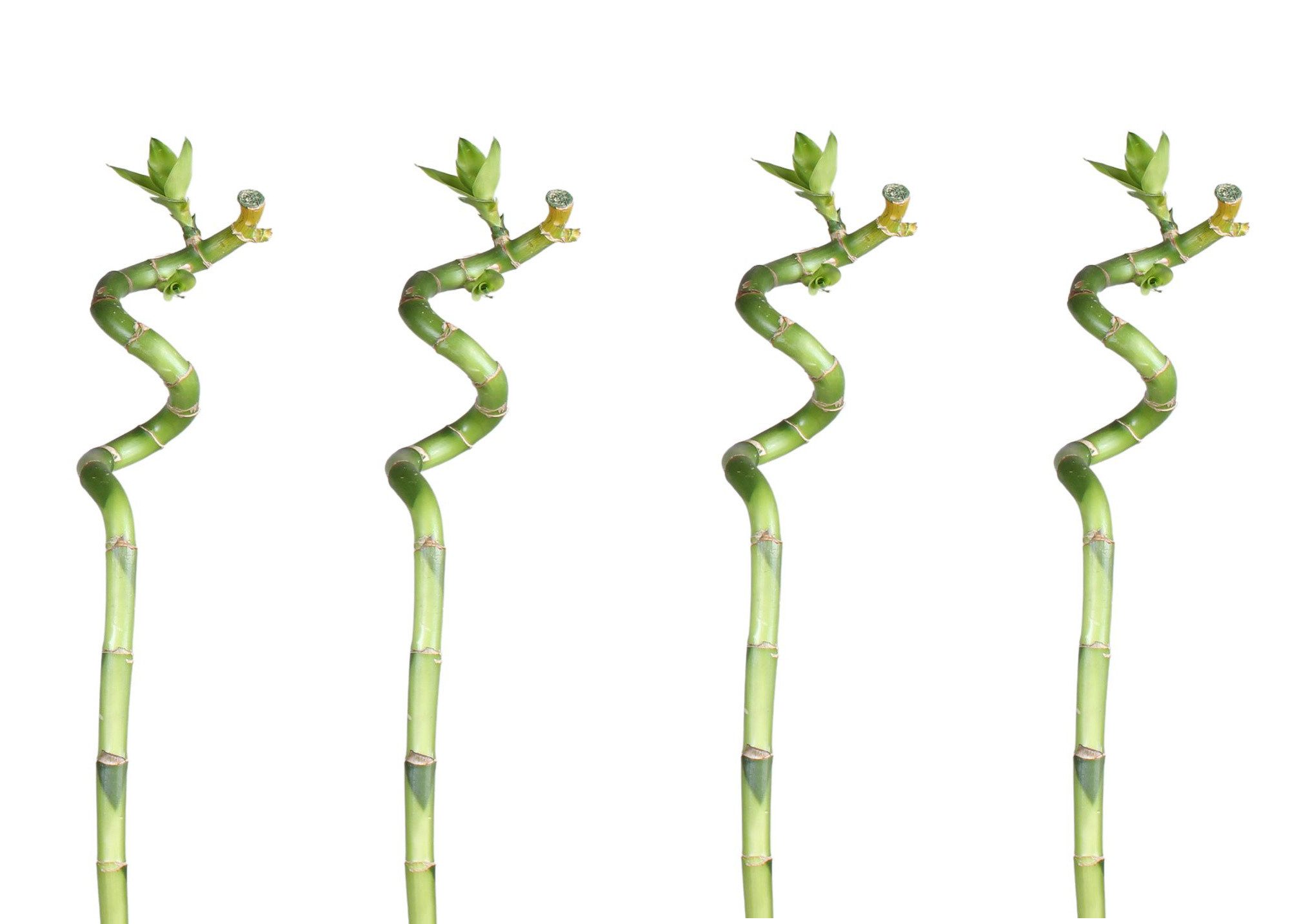 meinvipshop Zimmerpflanze Lucky Bamboo 60cm 4er spiral Bambus