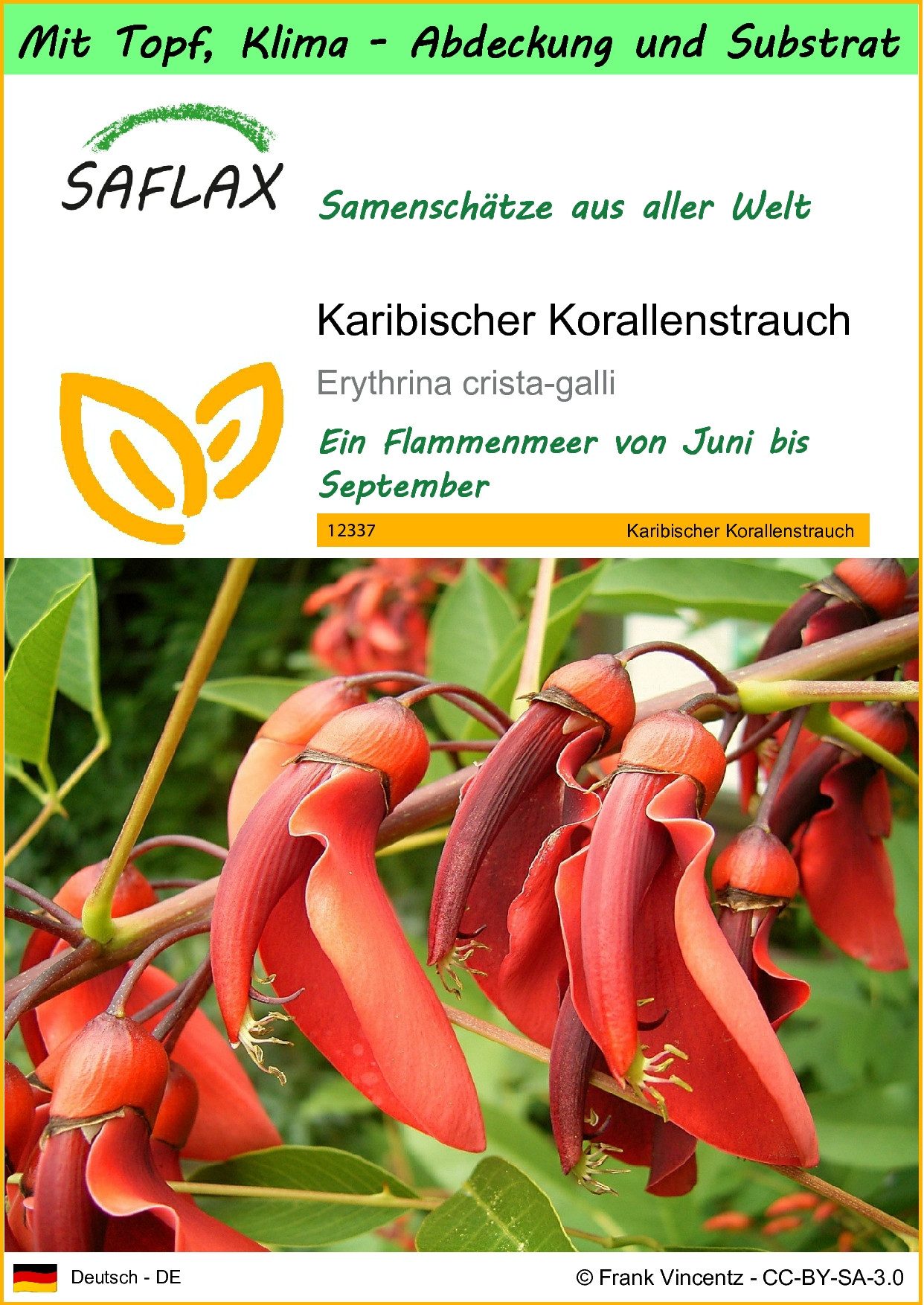 Blumensamen SAFLAX - Garden to go - Karibischer Korallenstrauch