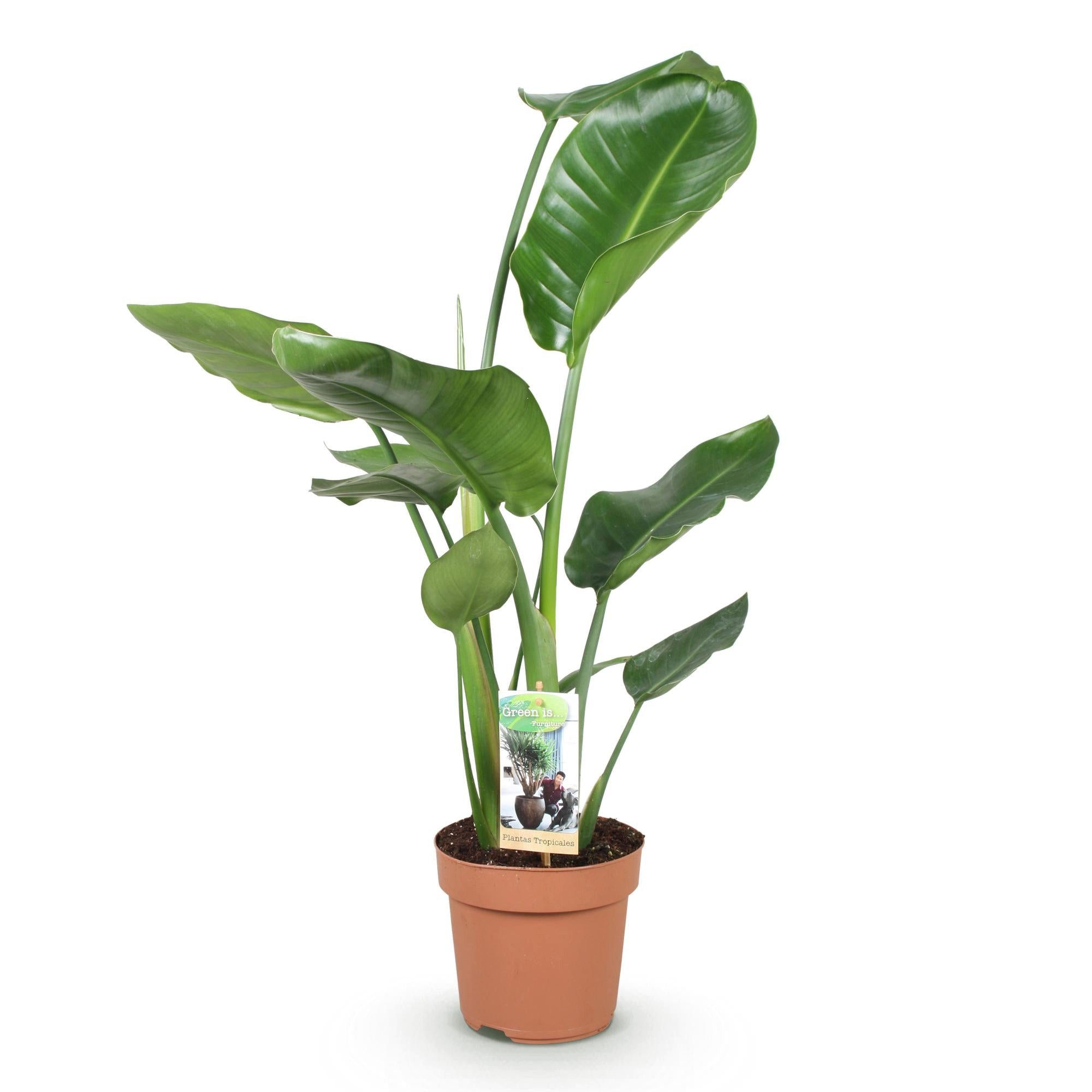 Florora Zimmerpflanze Strelitzia Stelitzia Nicolai – 90 cm