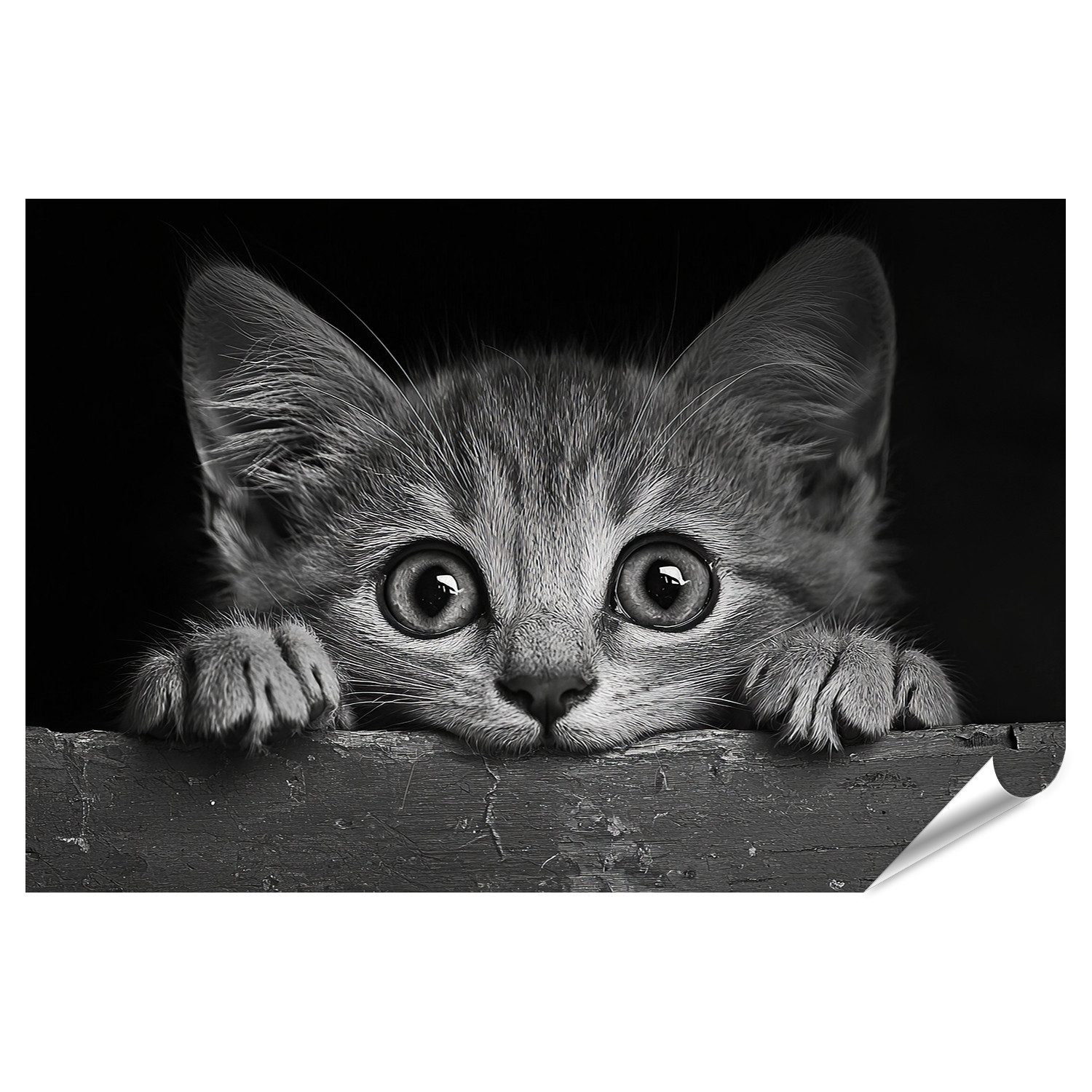 islandburner Poster Neugierige Katze schaut über den Rand