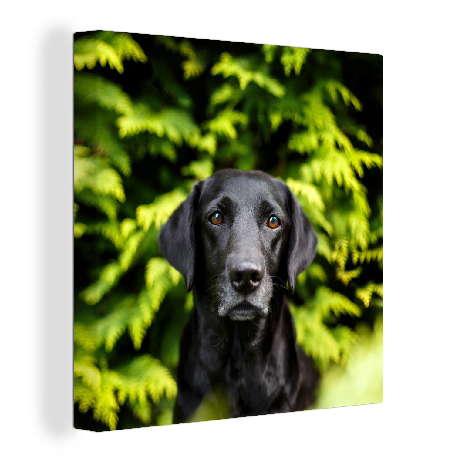 OneMillionCanvasses® Leinwandbild Ein schwarzer Labrador Retriever inmitten der grünen Blätter, (1 St), Leinwand Bilder für Wohnzimmer Schlafzimmer