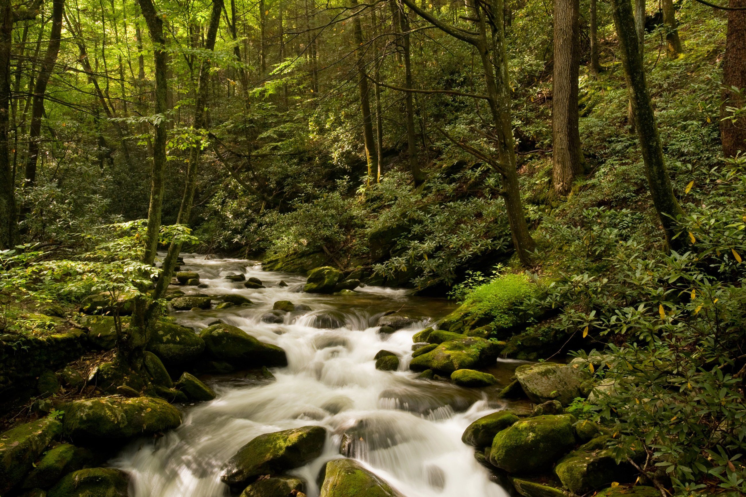 Papermoon Fototapete BACH IM WALD-BÄUME FLUSS SEE STEINE BLUMEN BERGE SONNE