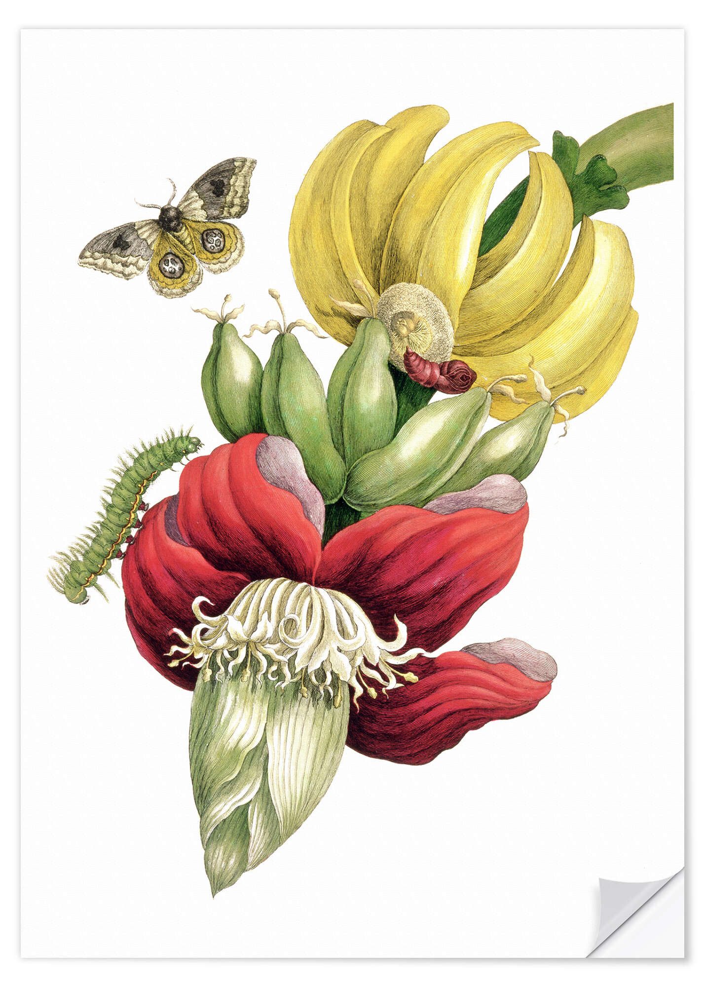 Posterlounge Wandfolie Maria Sibylla Merian, Blühende Banane und Automeris, Malerei