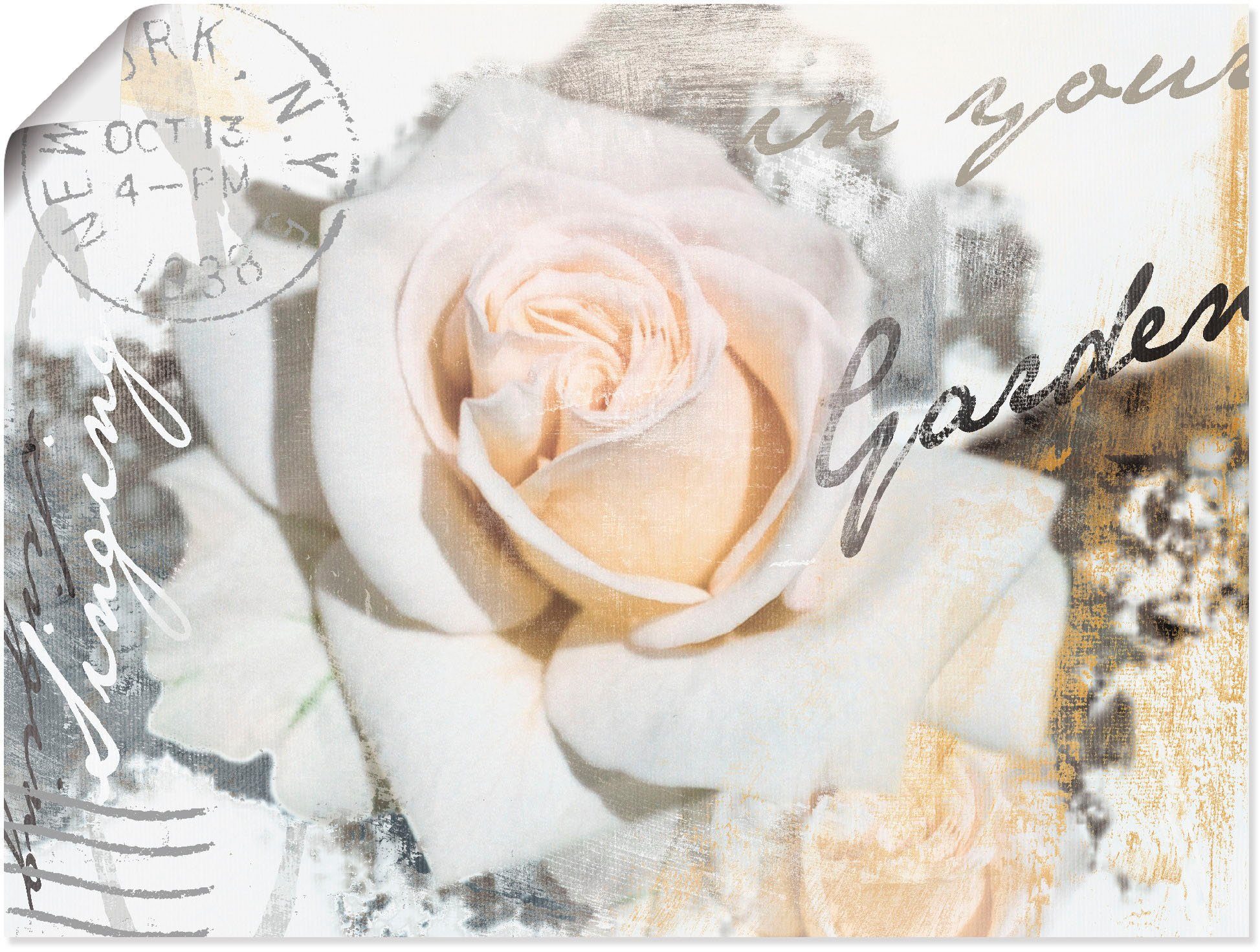 St), Rose, (1 Leinwandbild, Blumen Artland Alubild, Poster Wandbild versch. als in - Größen In oder Wandaufkleber Buchstaben