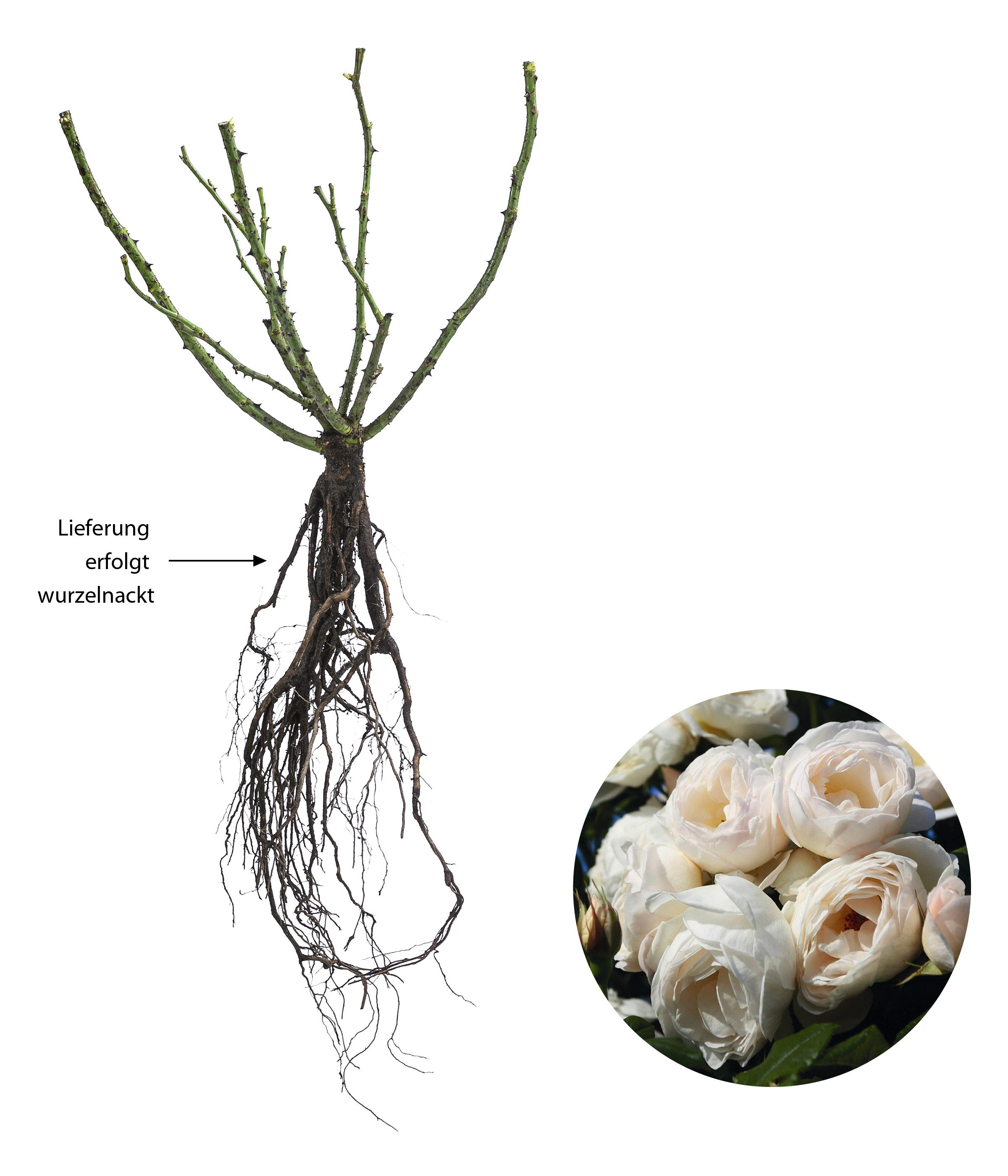 Dehner Rose Kletterrose Uetersener Klosterrose®, weiße Blüten, gefüllt und zart duftend, Züchter Tantau