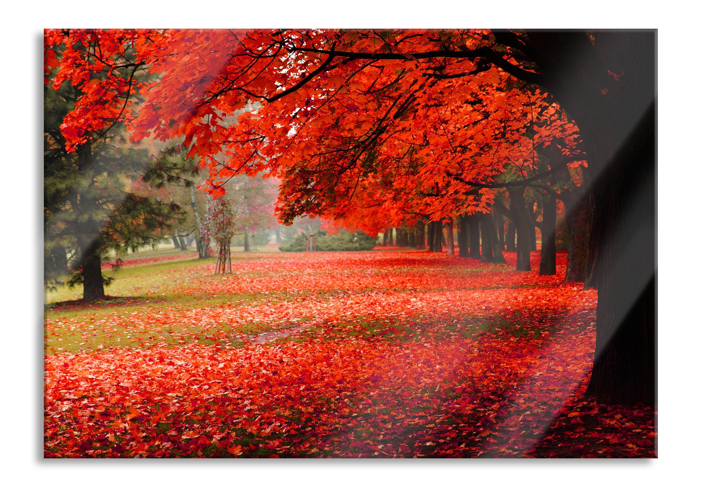 und inkl. gefärbter Pixxprint (1 Aufhängungen Glasbild Glasbild Park Rot Park Rot aus Abstandshalter gefärbter Echtglas, im St), im Herbst Herbst,