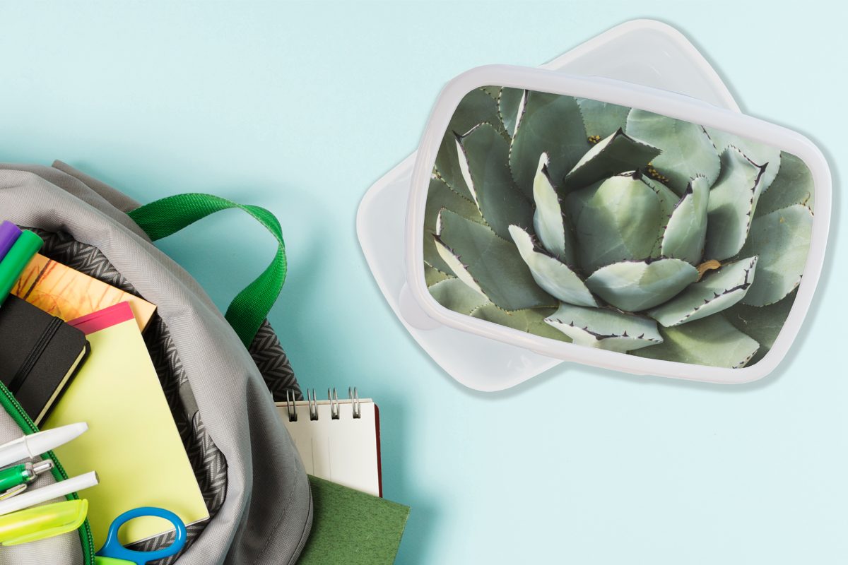 für Jungs und Mädchen Kinder und Erwachsene, für MuchoWow eines Brotdose, Kunststoff, Detail weiß (2-tlg), Brotbox Lunchbox mintgrünen Kaktus,