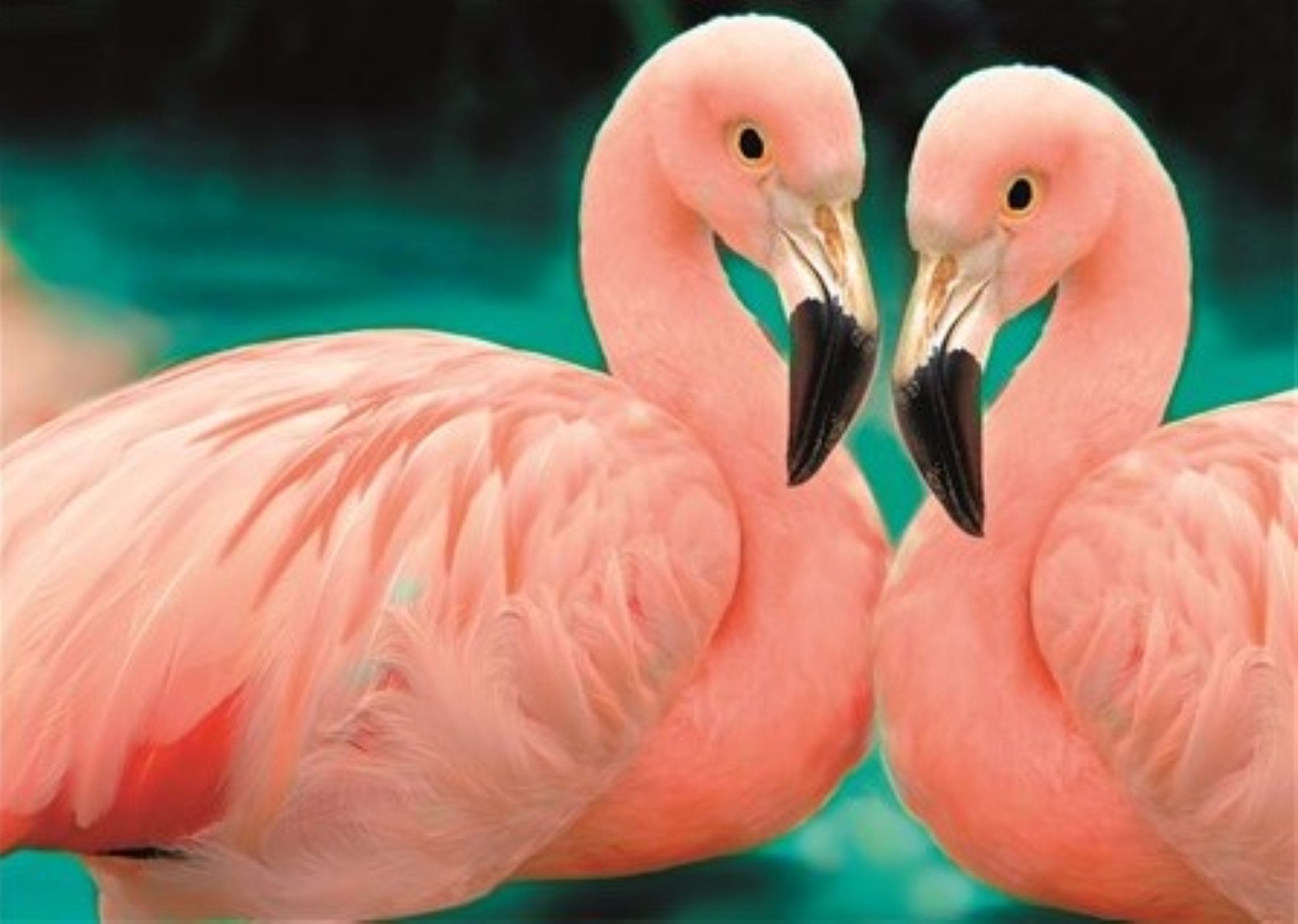 Malen nach Zahlen 5d Diamond Painting Flamingo Pärchen Malen nach Zahlen 20x30cm