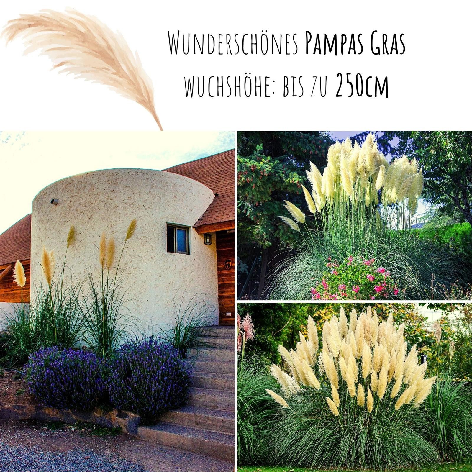 HappySeed Blumensamen Amerikanisches Pampasgras Samen - Cortaderia selloana, Blumen