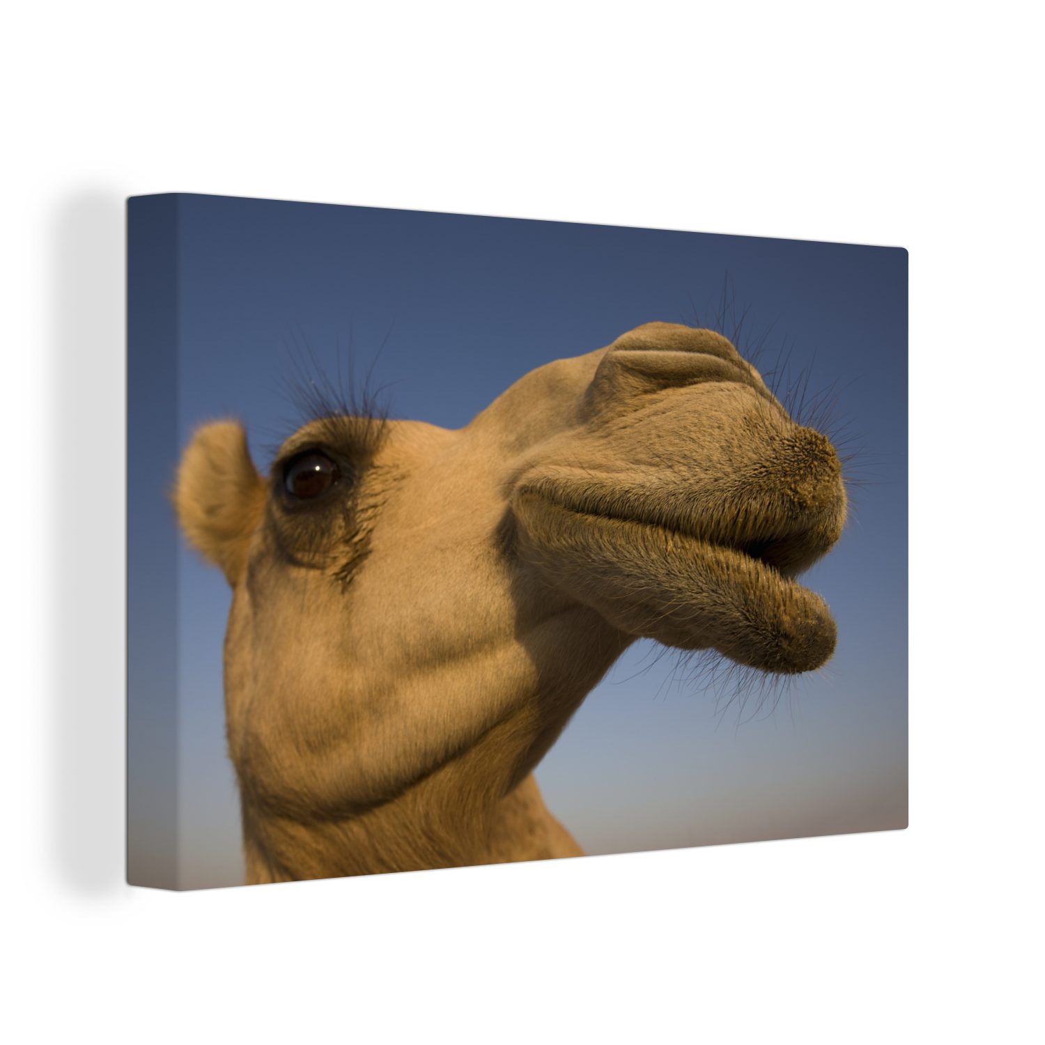 OneMillionCanvasses® Leinwandbild Seitenansicht des Kamelkopfes, (1 St), Wandbild Leinwandbilder, Aufhängefertig, Wanddeko, 30x20 cm