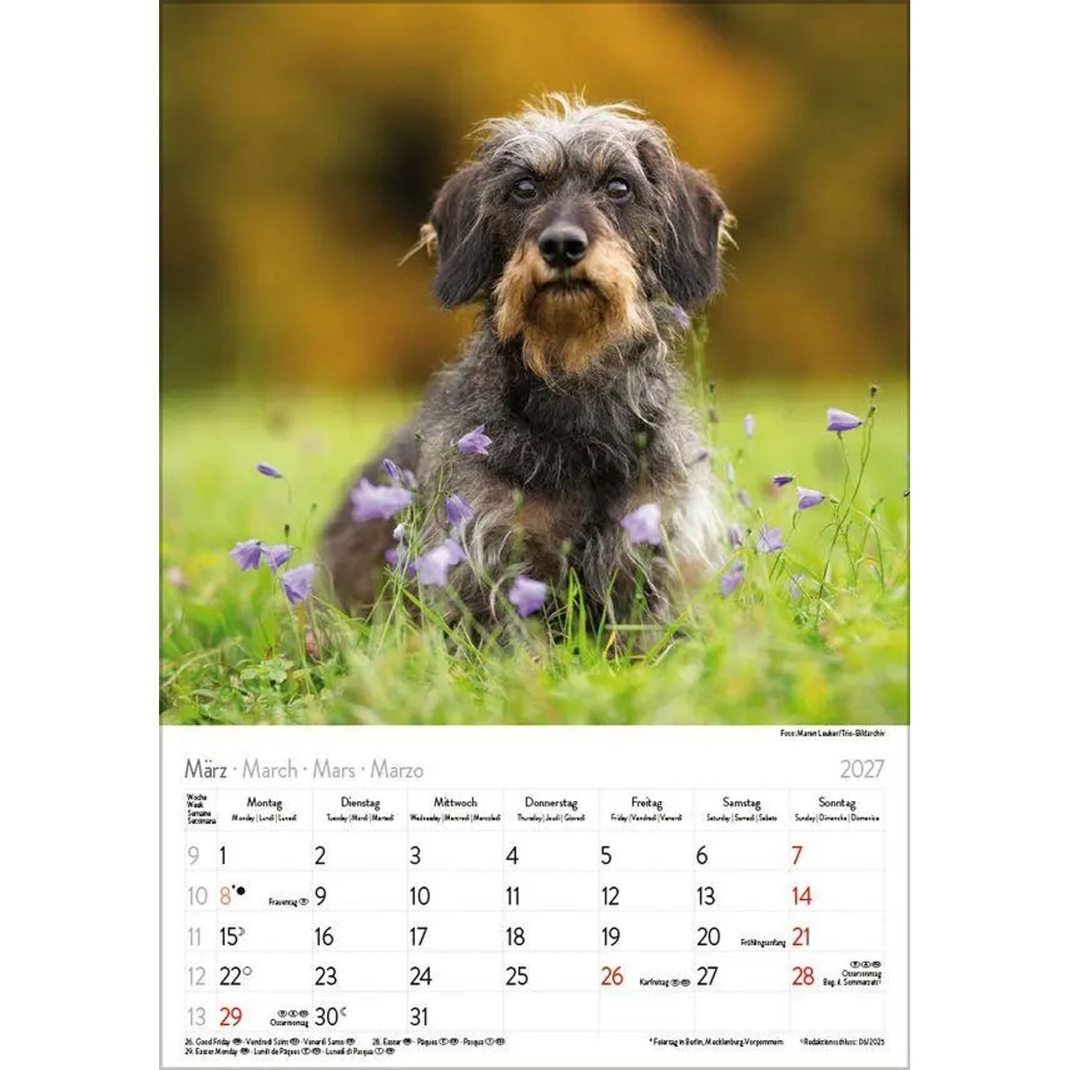 Korsch Verlag Wandkalender Dackel 2027 – Bild 4 von 5