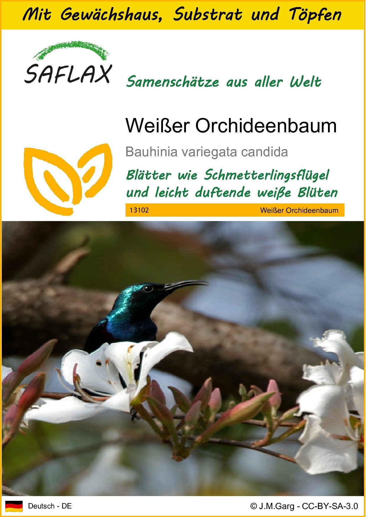 Blumensamen SAFLAX - Anzuchtset - Weißer Orchideenbaum