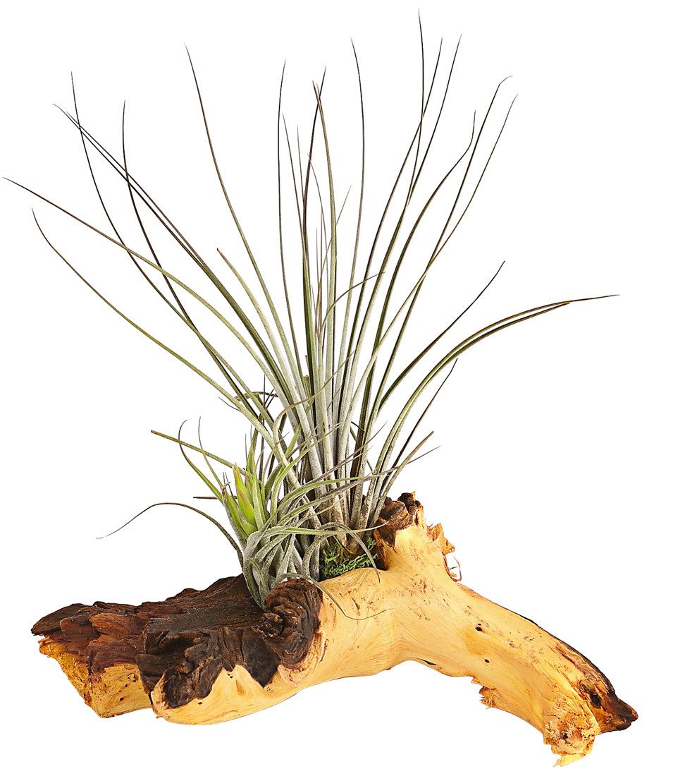 Dehner Zimmerpflanze Tillandsien Arrangement auf Mopani-Wurzel, 12 - 18 cm, 2 x Bromeliengewächs