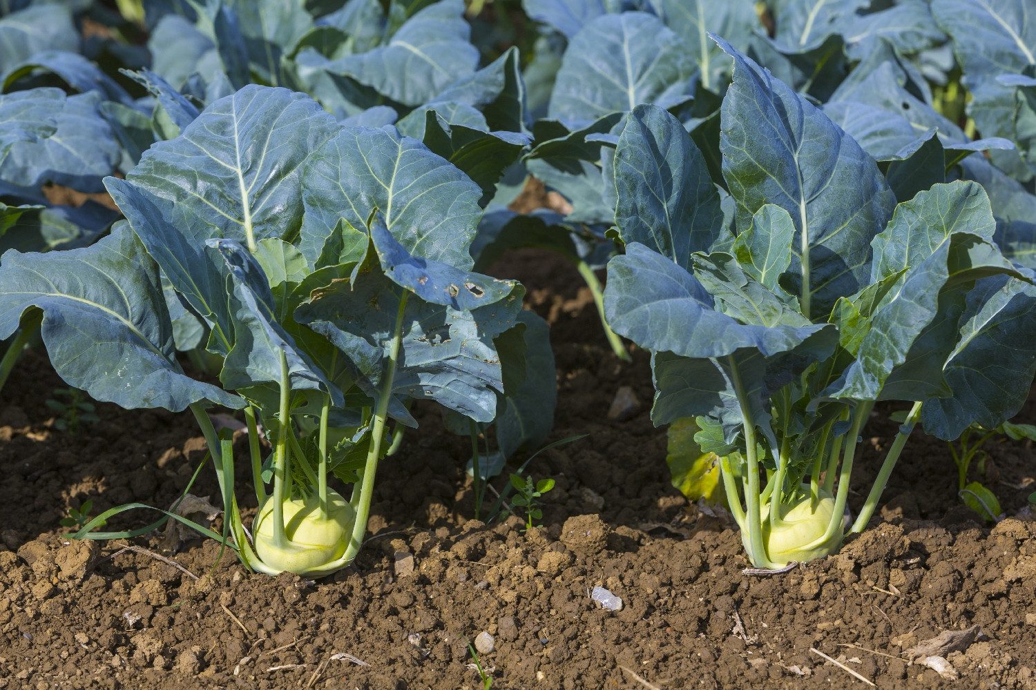 SAFLAX Gemüsesamen SAFLAX - Samen - BIO - Kohlrabi - Superschmelz
