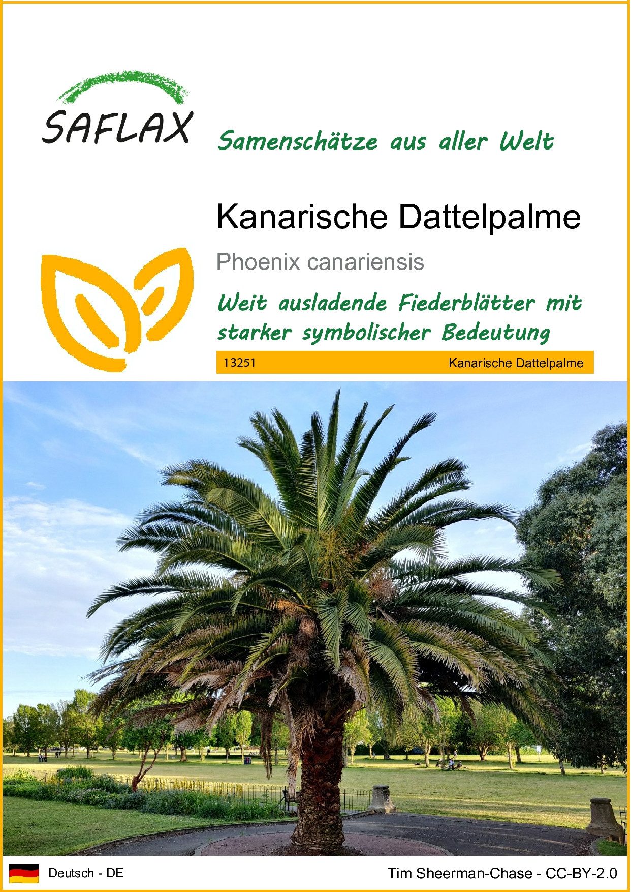 SAFLAX Blumensamen SAFLAX - Samen - Kanarische Dattelpalme