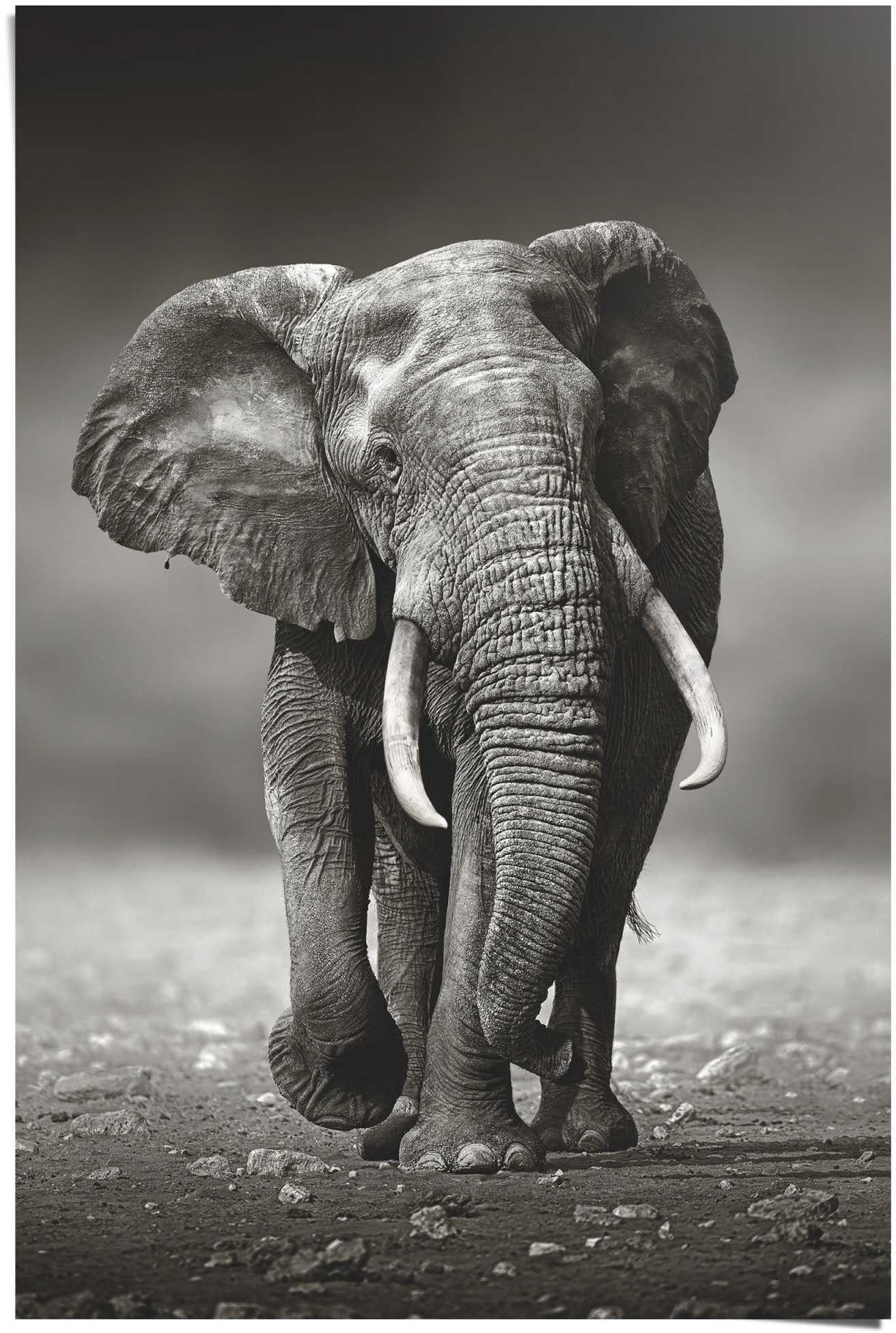 Mode-Online-Shop Wanderung, Elefant Elefanten (1 Poster Poster Reinders! St)
