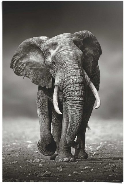 Reinders! Poster »Poster Elefant Wanderung«, Elefanten (1 Stück)-Otto