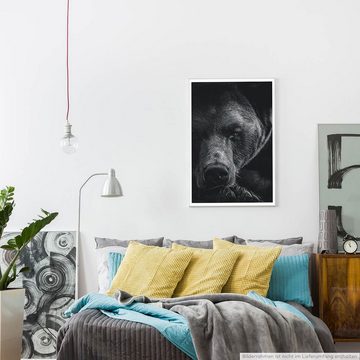 Sinus Art Poster 60x90cm Poster Tierfotografie  Porträt eines Braunbären schwarz weiß