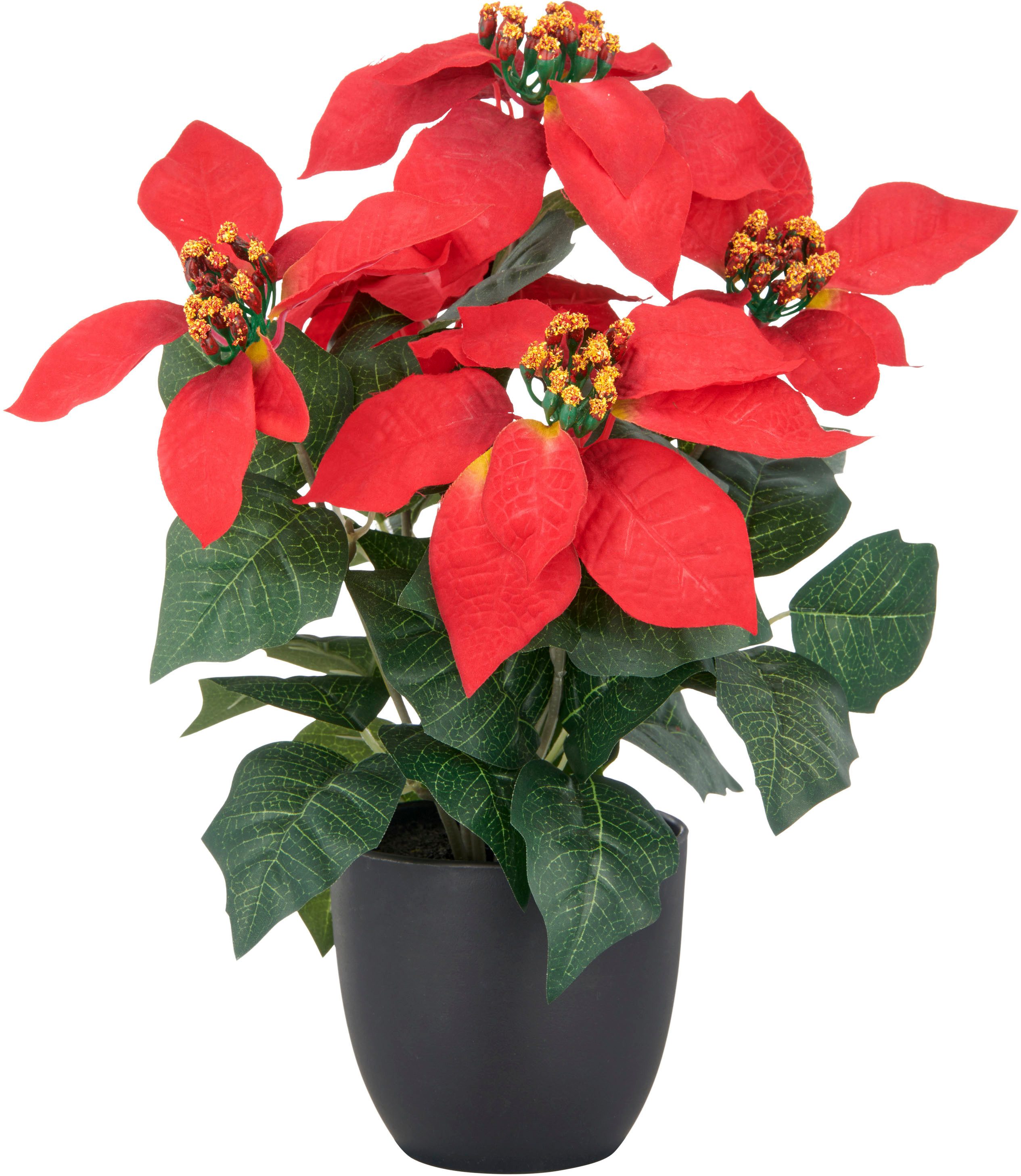 Kunstblume Weihnachtsstern, Creativ green, Höhe 23 cm, mit üppiger Blütenpracht
