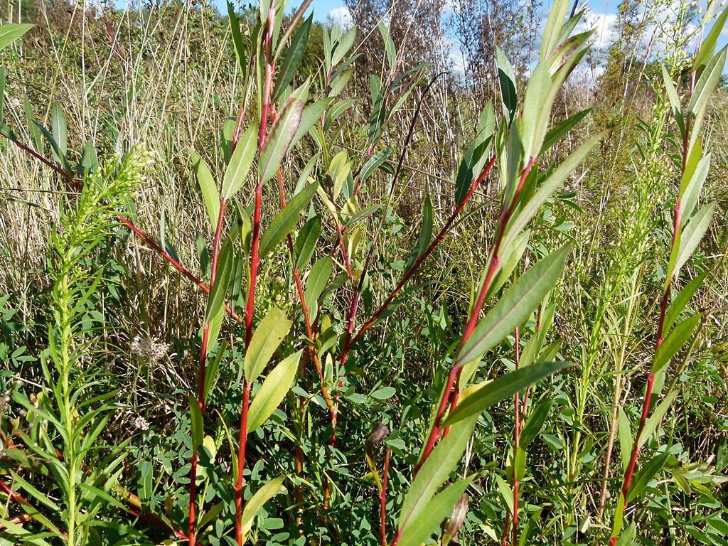 Garten von Ehren Gehölze Salix viminalis Containerware 100-125 cm hoch