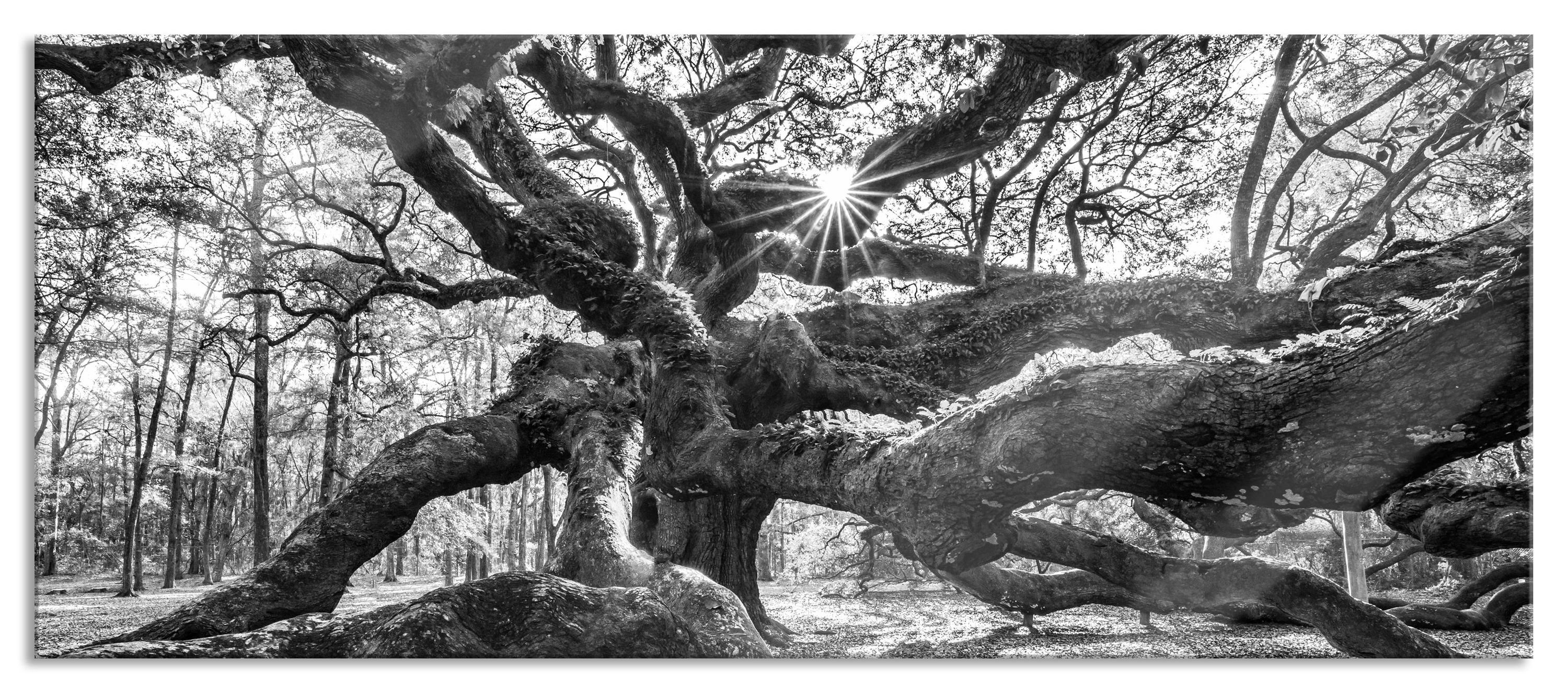 Glasbild Baum