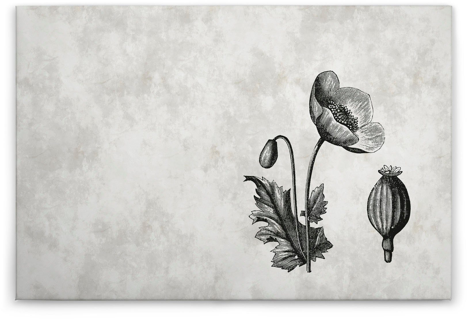 6, Création (1 Zeichnung Leinwandbild Keilrahmen Schwarz-Weiß Vogel St), A.S. Bild sketchpad Floral