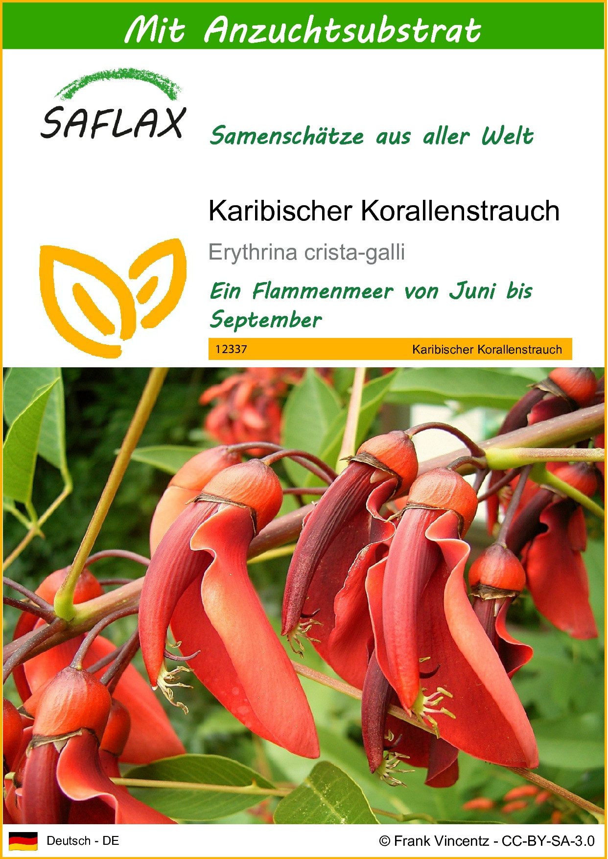 Blumensamen SAFLAX - Samen und Substrat - Karibischer Korallenstrauch