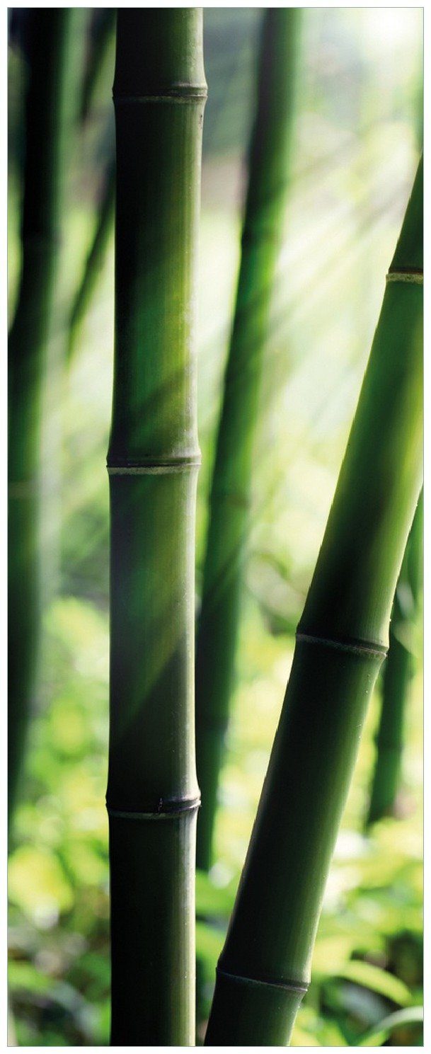 Wallario Memoboard Bambuswald und Sonnenstrahlen