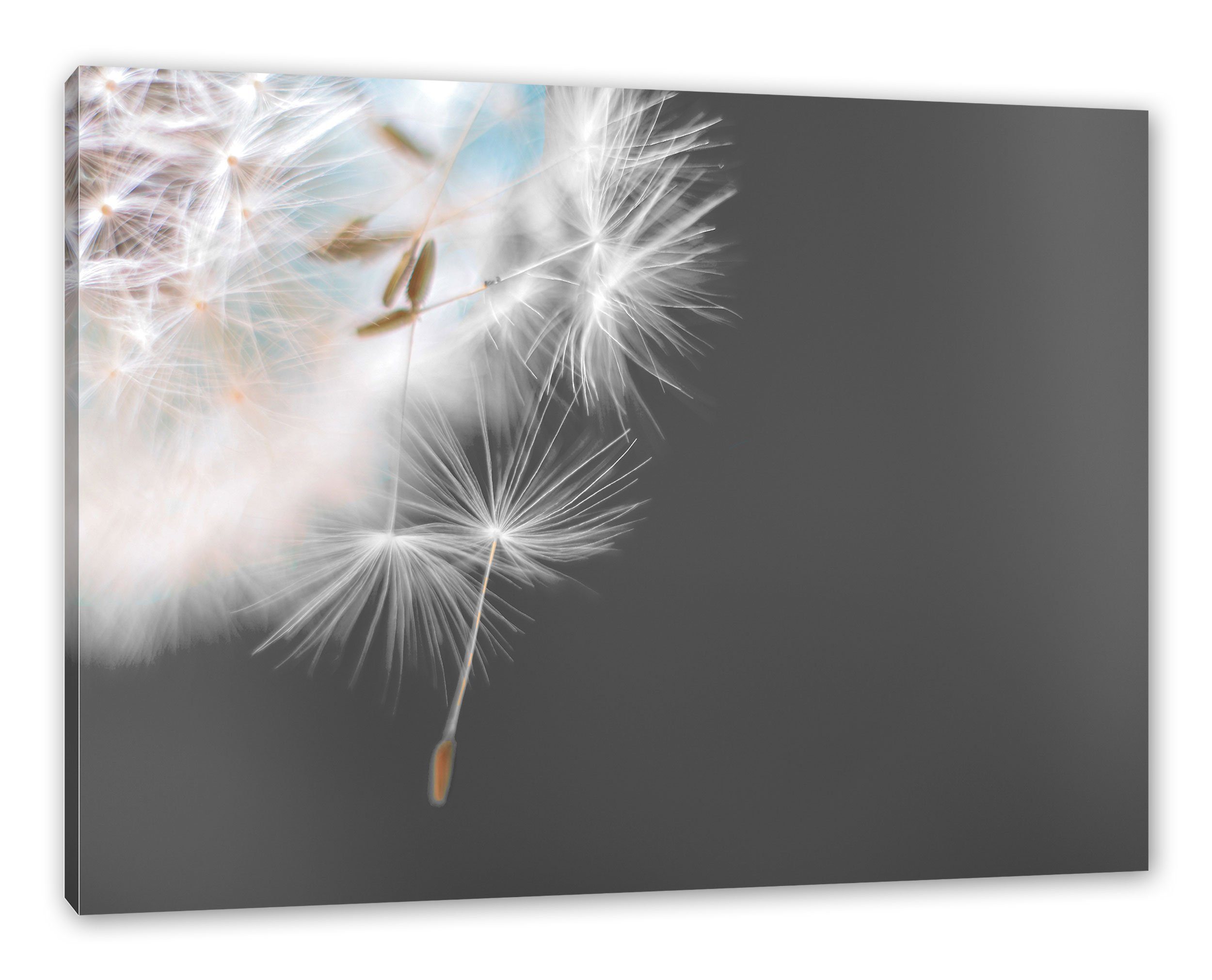 Pusteblume, (1 Leinwandbild St), Pusteblume fertig Pixxprint inkl. Zackenaufhänger hübsche bespannt, Leinwandbild hübsche