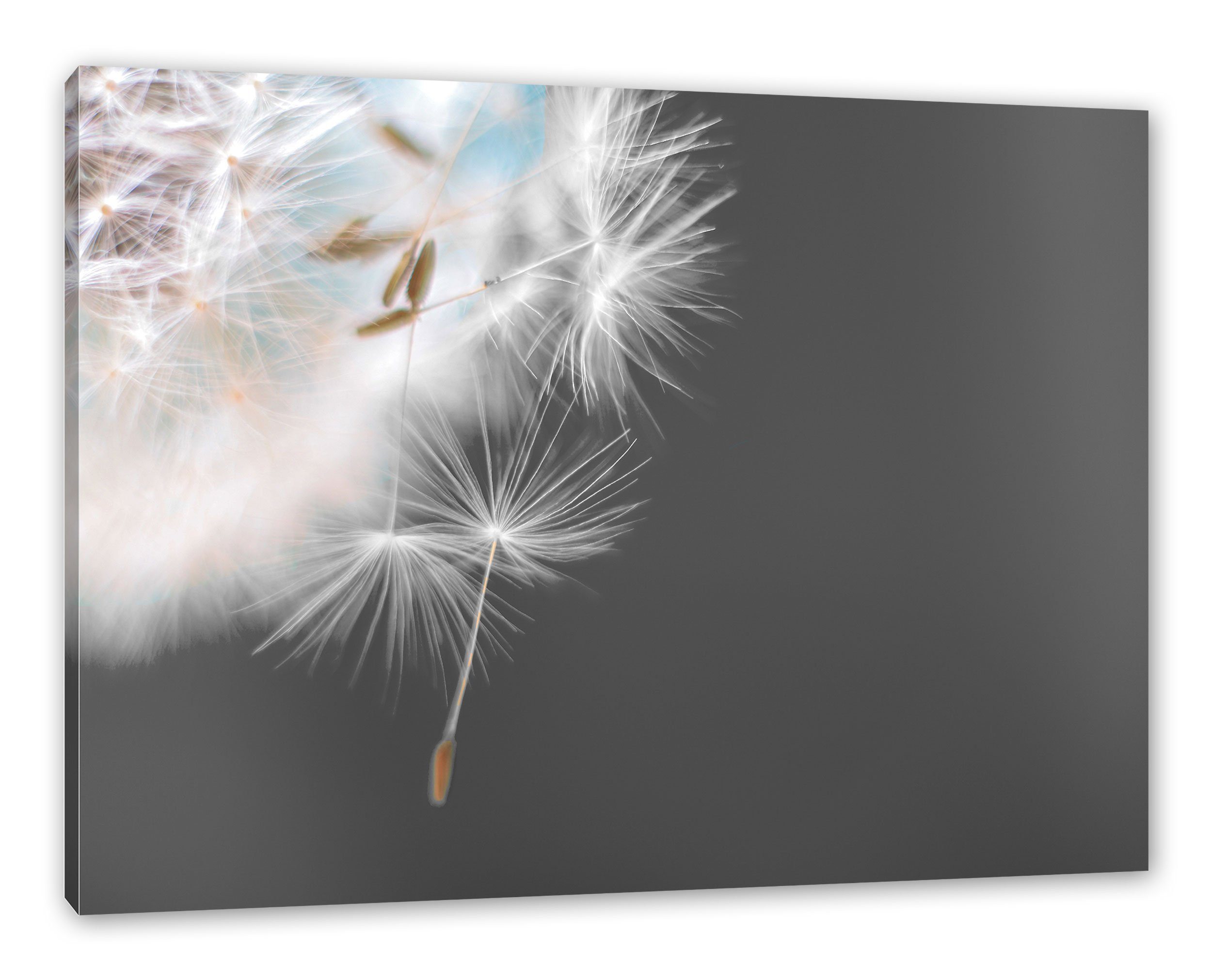 Pusteblume Fensterbilder online kaufen | OTTO