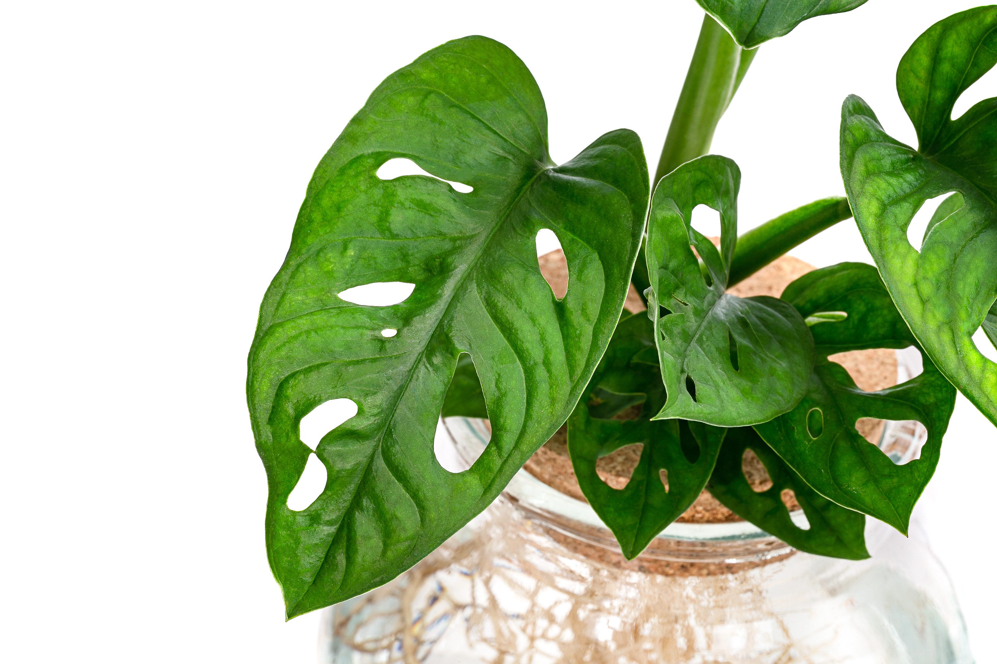 Dehner Zimmerpflanze Waterplant Fensterblatt, Monstera, im Kugelglas, Monstera adansonii, Wasserpflanze im Kugelglas
