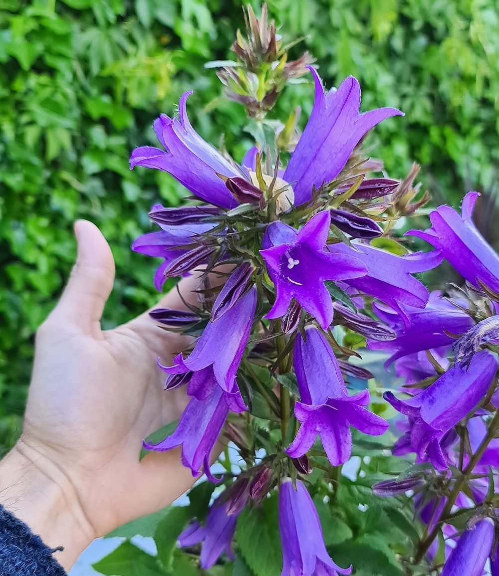 BALDUR Garten Staude Campanula 'Rebelle®' (AB1), 1 St., Blau-violett, winterhart, mehrjährig, pflegeleicht