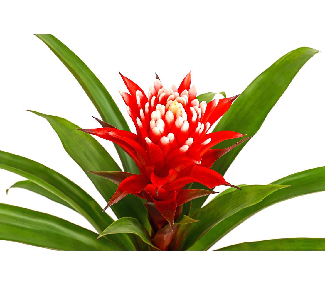 Dehner Zimmerpflanze Guzmanie Deseo, Guzmania cultivars, Bromelie, rosetten günstig online kaufen