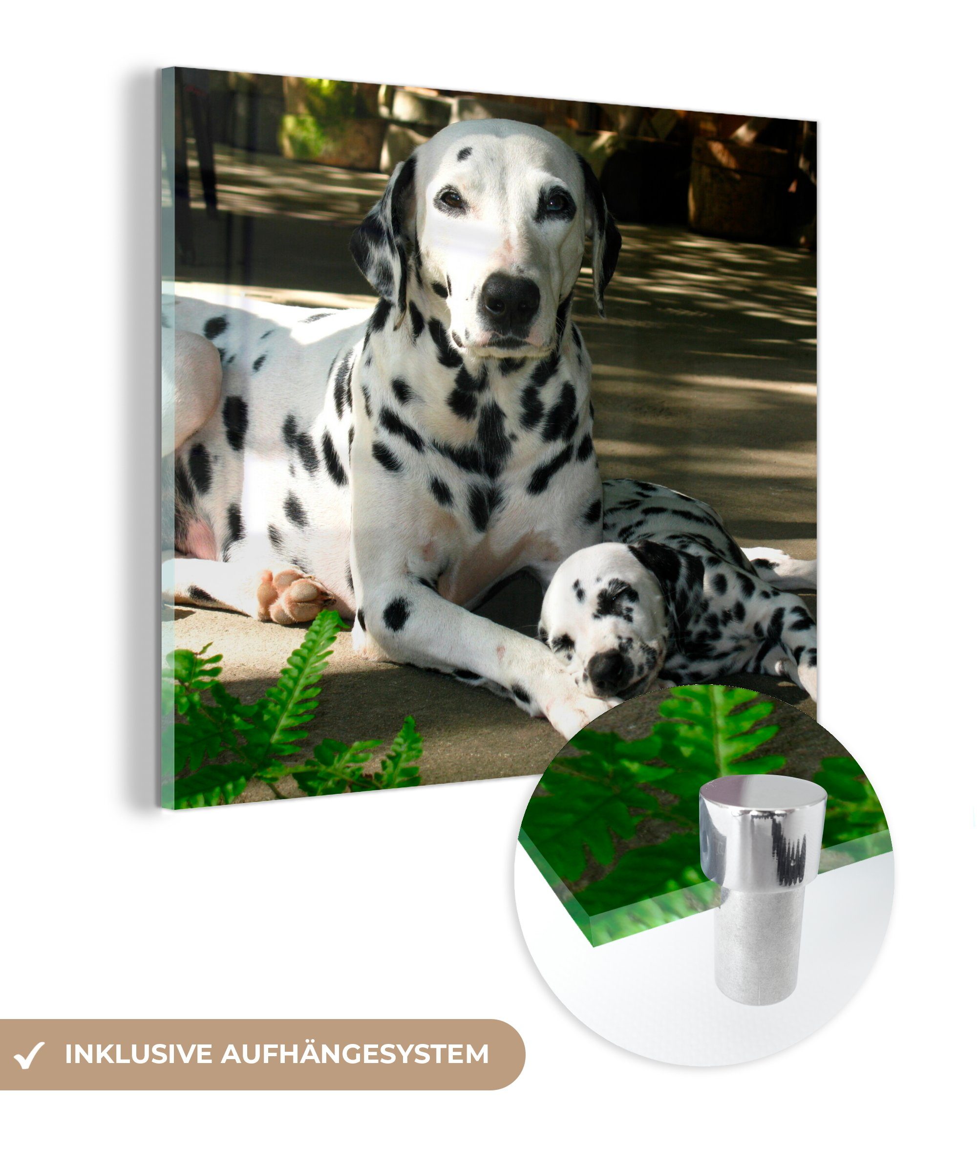 MuchoWow Acrylglasbild Hund in der Sonne mit seinem Welpen, (1 St), Glasbilder - Bilder auf Glas Wandbild - Foto auf Glas - Wanddekoration
