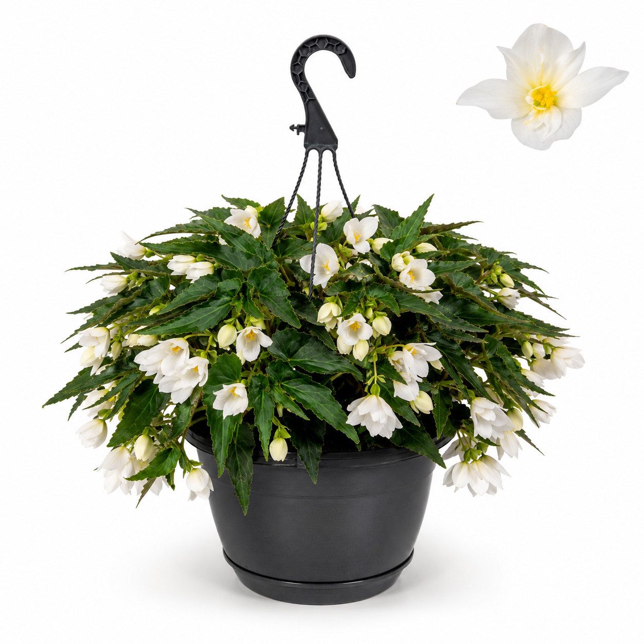 Exotenherz Topfpflanze Begonia pendula - Hängebegonie - weiss - 24cm Hängeampel - 30cm