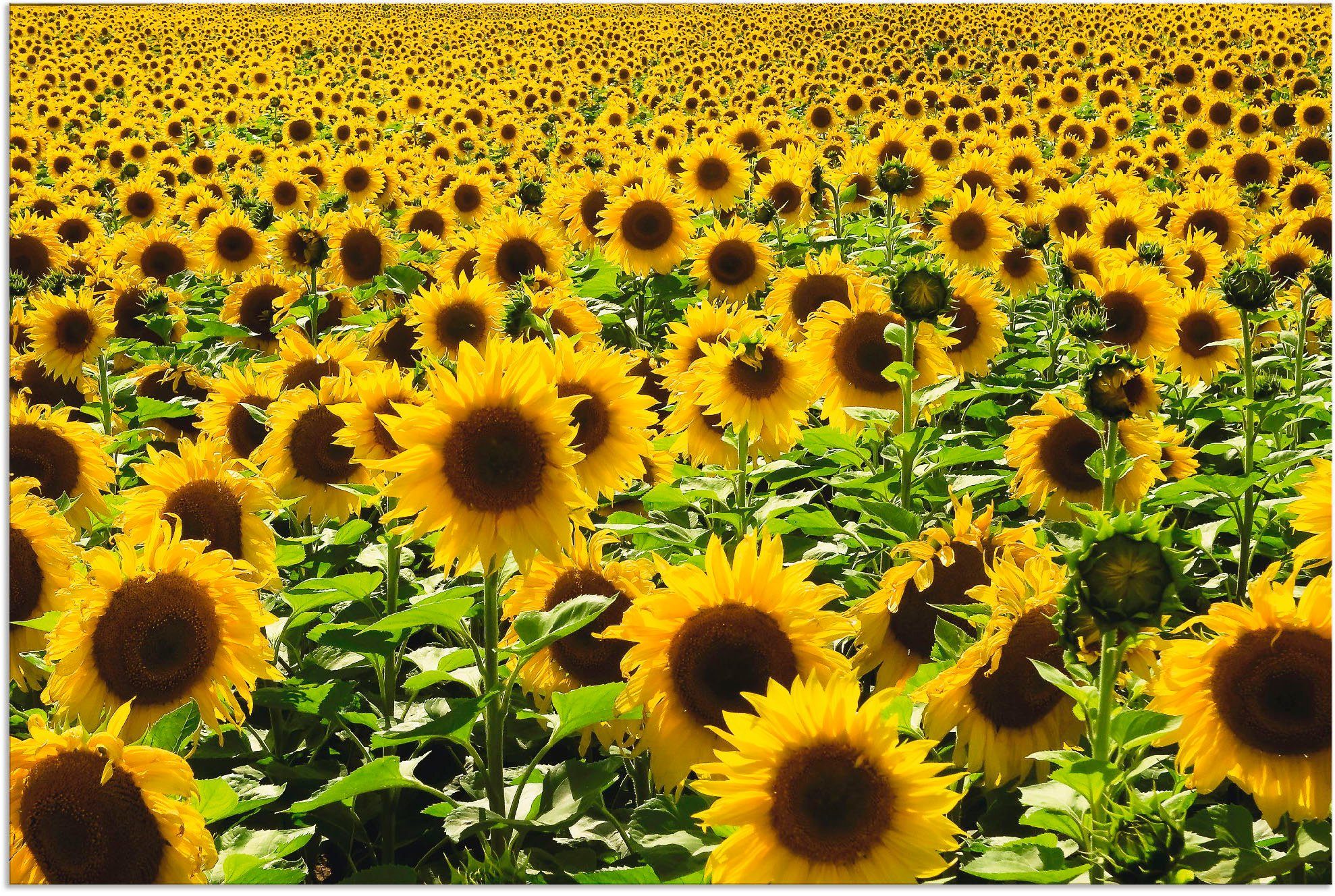 Leinwandbild, als Sonnenblumenfeld, Blumen Poster in (1 Wandbild oder Wandaufkleber versch. Artland St), Alubild, Größen