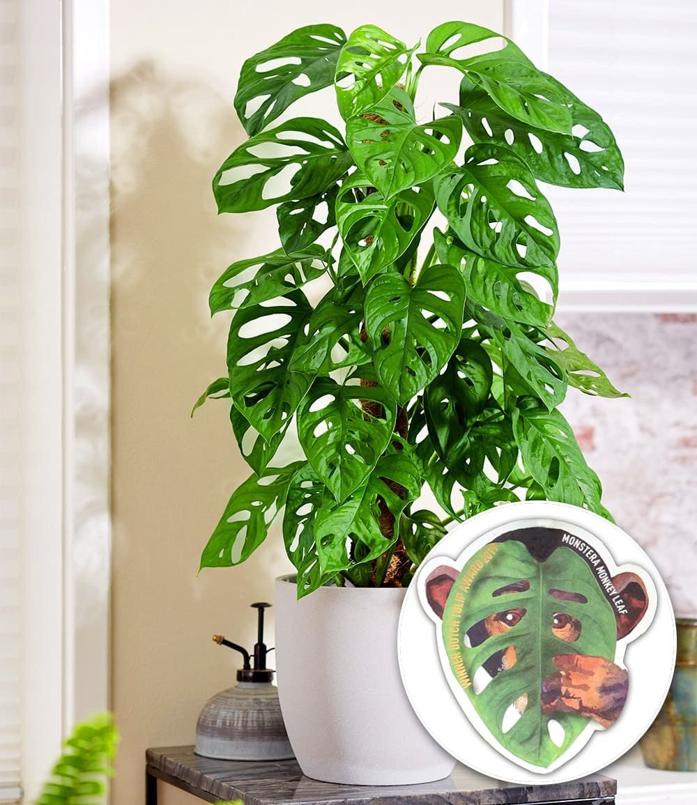 BALDUR Garten Zimmerpflanze Monstera 'Monkey Leaf®', 1 St., Zimmerpflanze, schnell wachsend, pflegeleicht