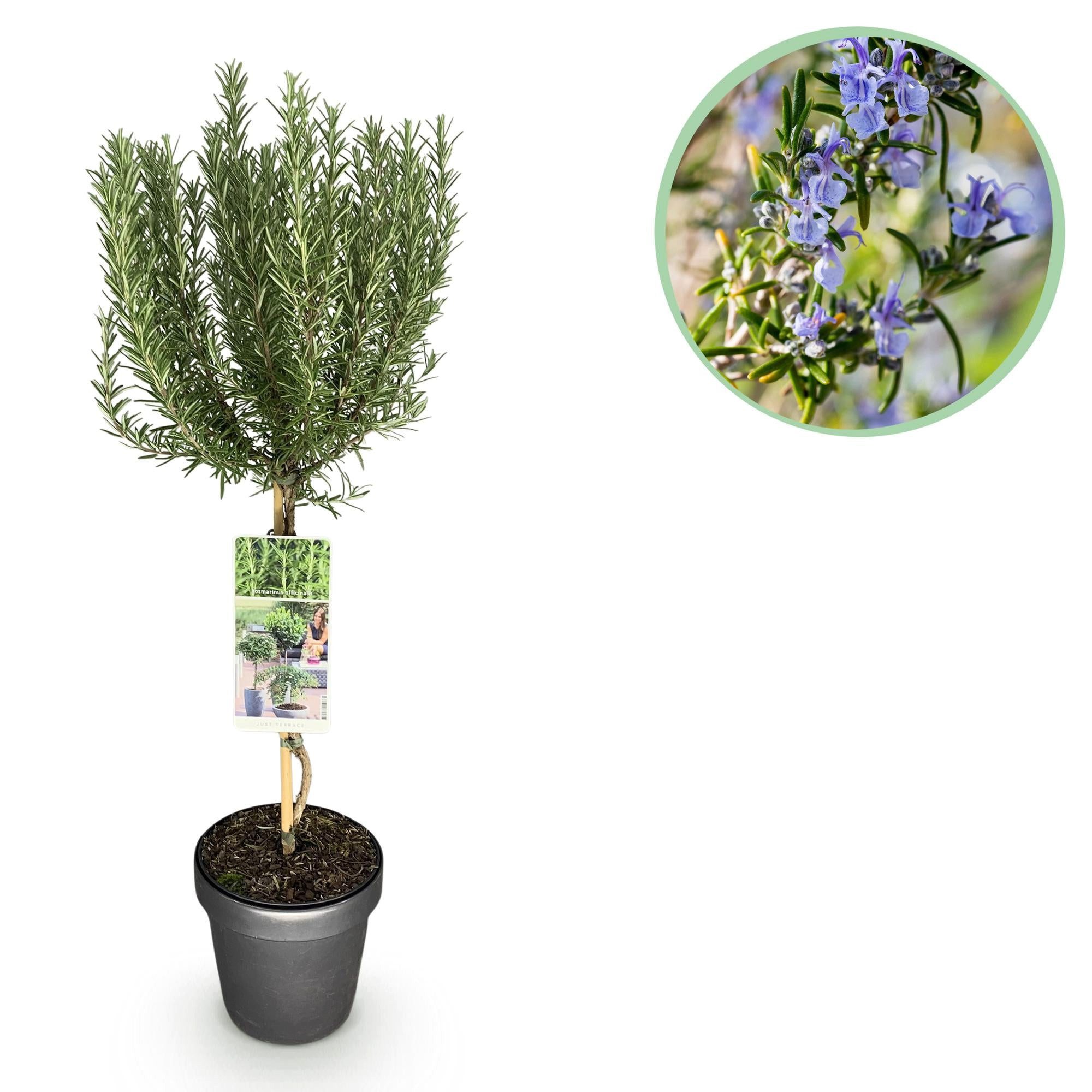 Florora Topfpflanze Rosmarinus officinalis – Rosmarin – 90 cm – Topf 19 cm