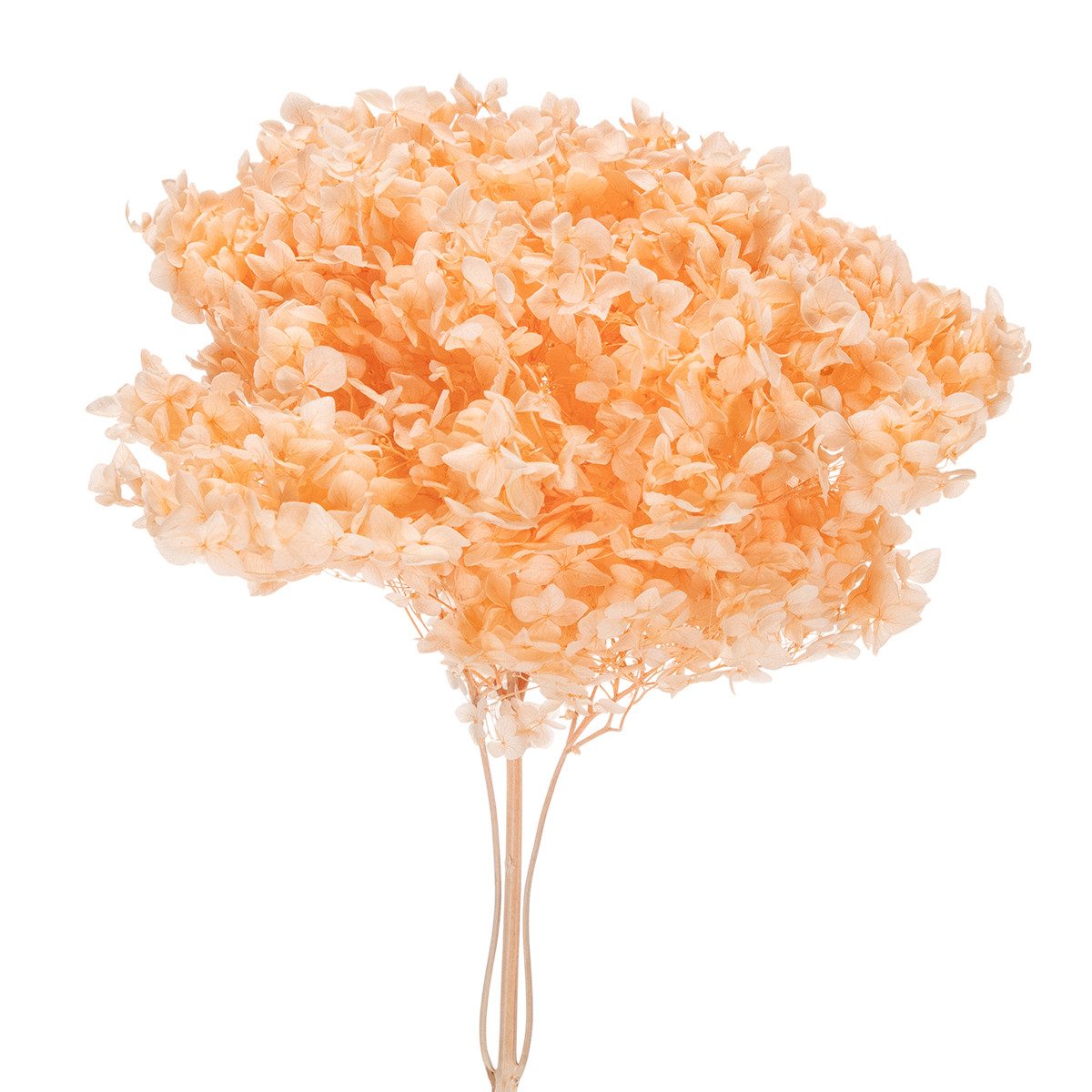 Trockenblume Hortensie Große Trockenblume gefärbt für elegante Floristik, Florists Products, Höhe 65 cm