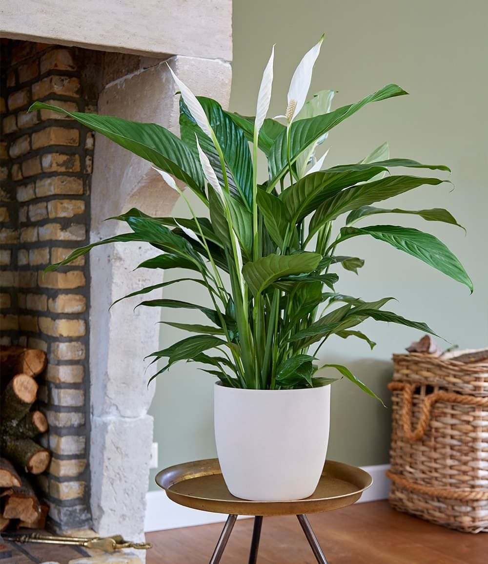 BALDUR Garten Zimmerpflanze Spathiphyllum ca. 55-65 cm hoch, 1 St., Scheidenblatt, pflegeleicht