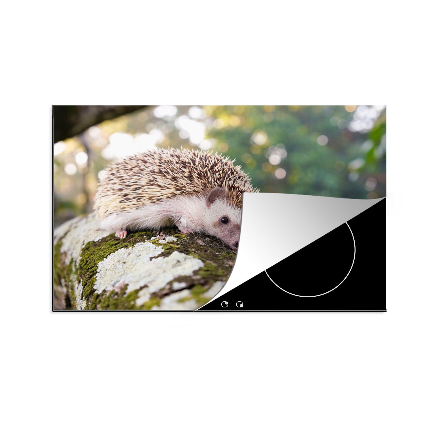 MuchoWow Herdblende-/Abdeckplatte Kriechender Igel auf Schutz Ceranfeldabdeckung für (1 cm, Vinyl, tlg), einem Ast, 81x52 küche, die Induktionskochfeld