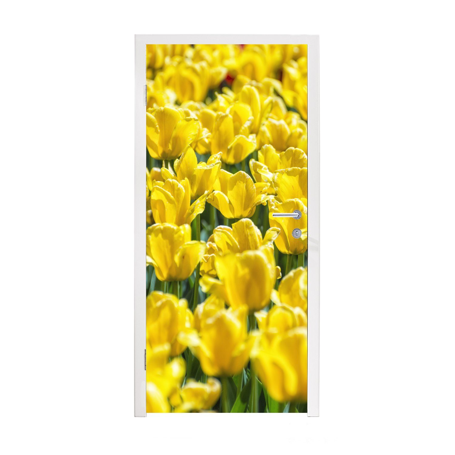MuchoWow Türtapete mit 75x205 Türaufkleber, St), Tür, gelben cm Fototapete Tulpenfeld Matt, Tulpen, (1 für bedruckt