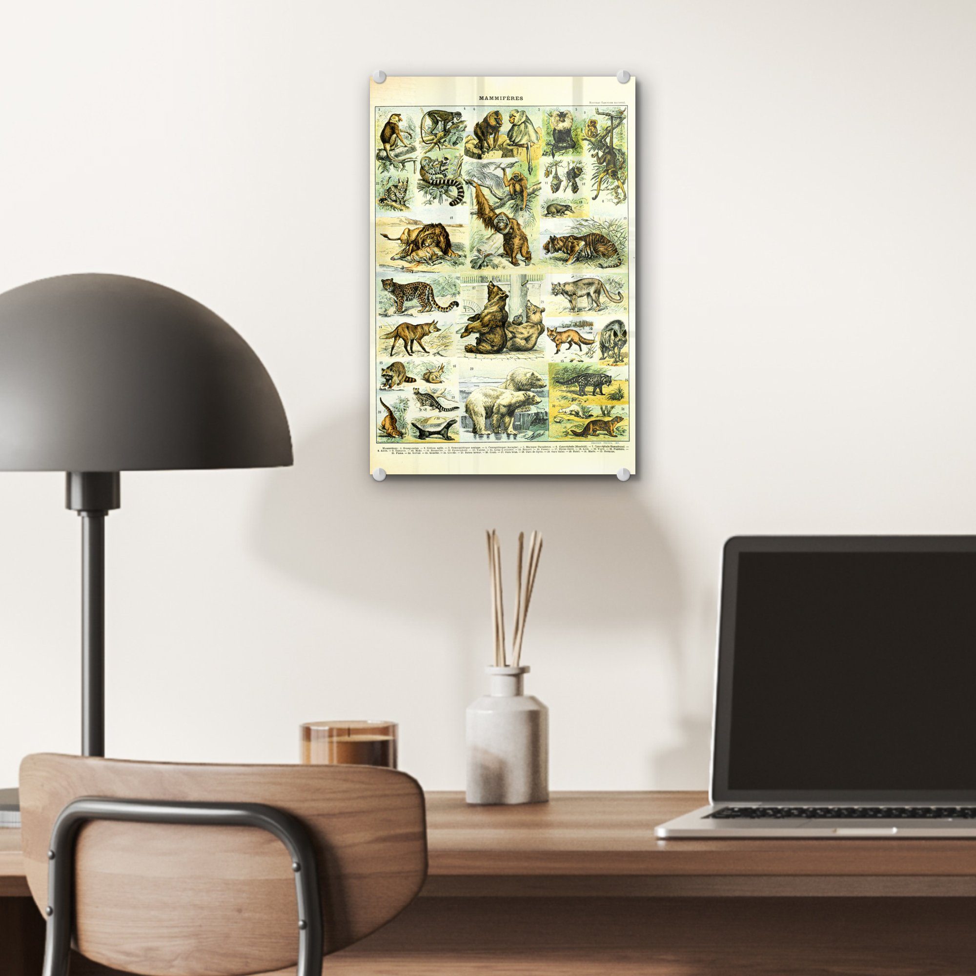 MuchoWow Acrylglasbild Tiere Bären, - (1 - auf - Wanddekoration St), Glasbilder Bilder - auf Foto - Glas Glas Affe Wandbild