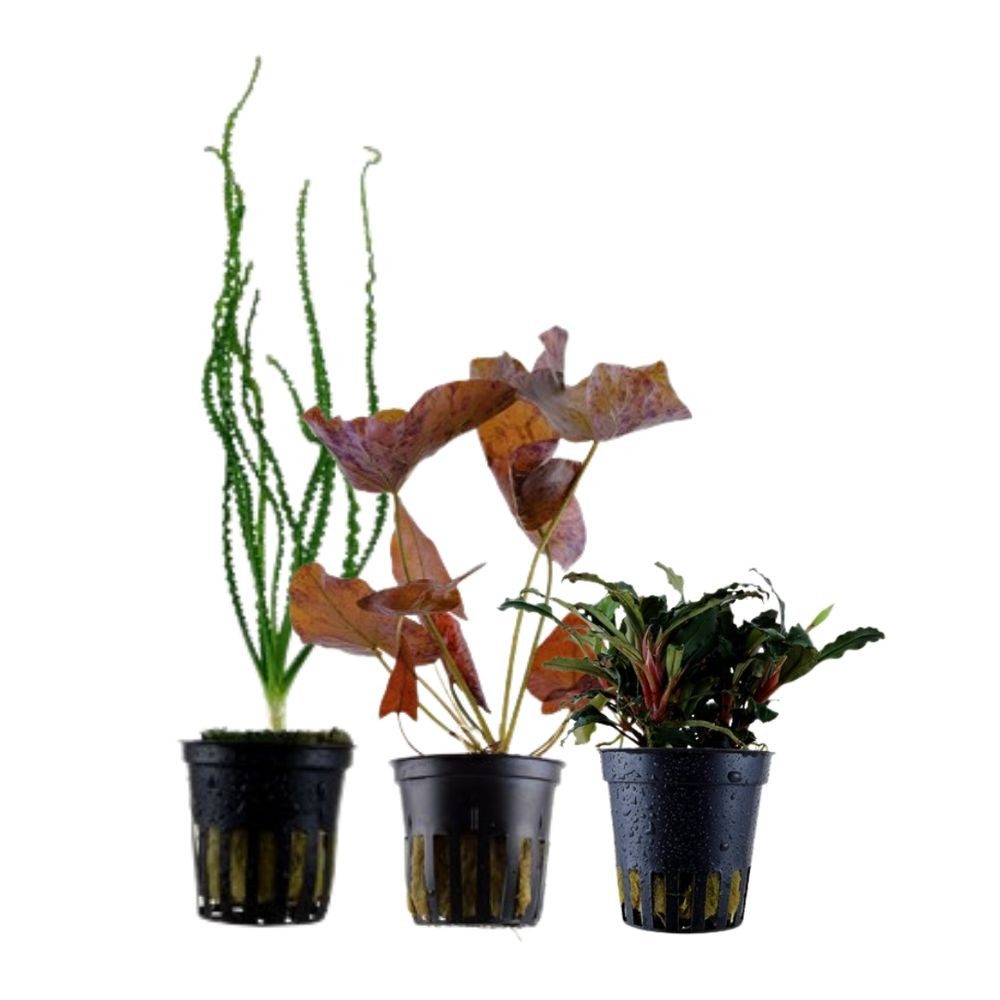 Aquaone Wasserpflanze Exclusives Set mit 3 Pflanzen Aquariumpflanzen Set Nr.135