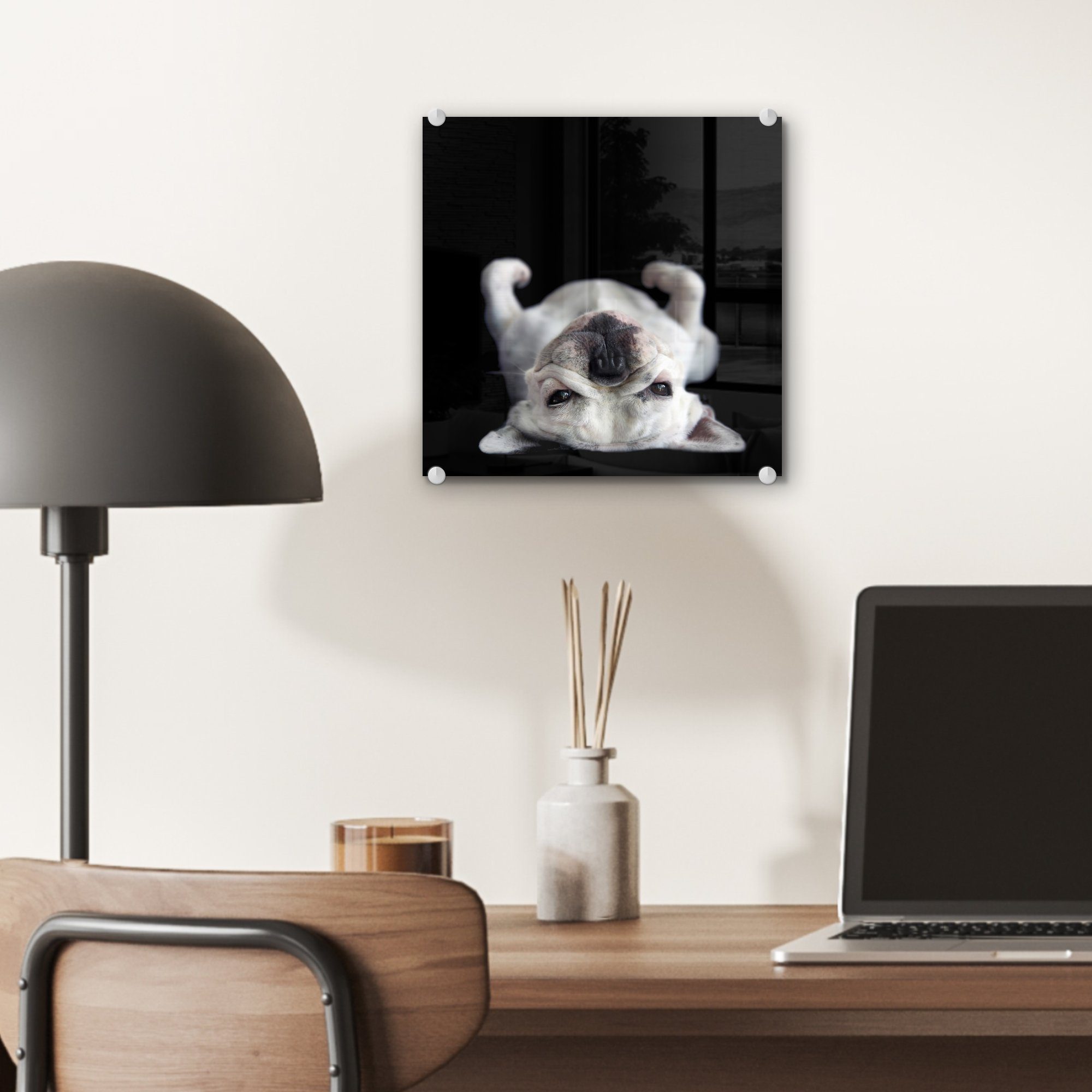auf auf auf Bilder dem St), auf Acrylglasbild Wanddekoration Rücken Glasbilder (1 - Glas Glas Wandbild Hintergrund, - Bulldogge schwarzem - Foto liegend MuchoWow