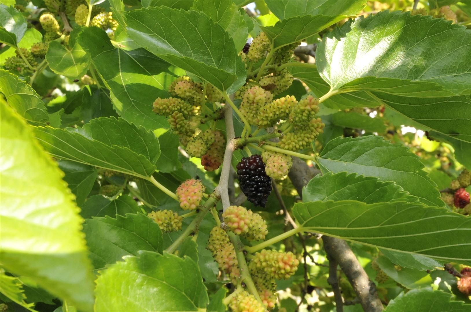 Pflanzen für Dich Gehölze Morus nigra, 1 St., Schwarze Maulbeere, Maulbeerbaum