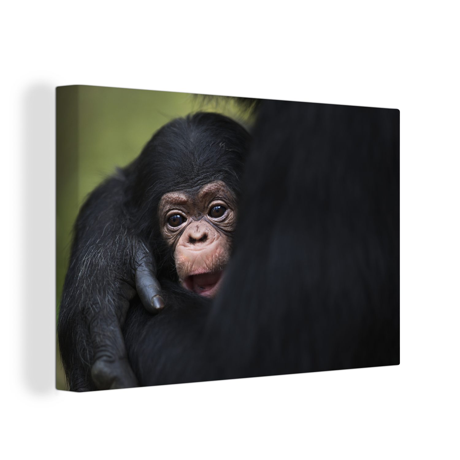 OneMillionCanvasses® Leinwandbild Ein kleiner Schimpanse in den Armen seiner Mutter in Tansania, (1 St), Wandbild Leinwandbilder, Aufhängefertig, Wanddeko, 30x20 cm